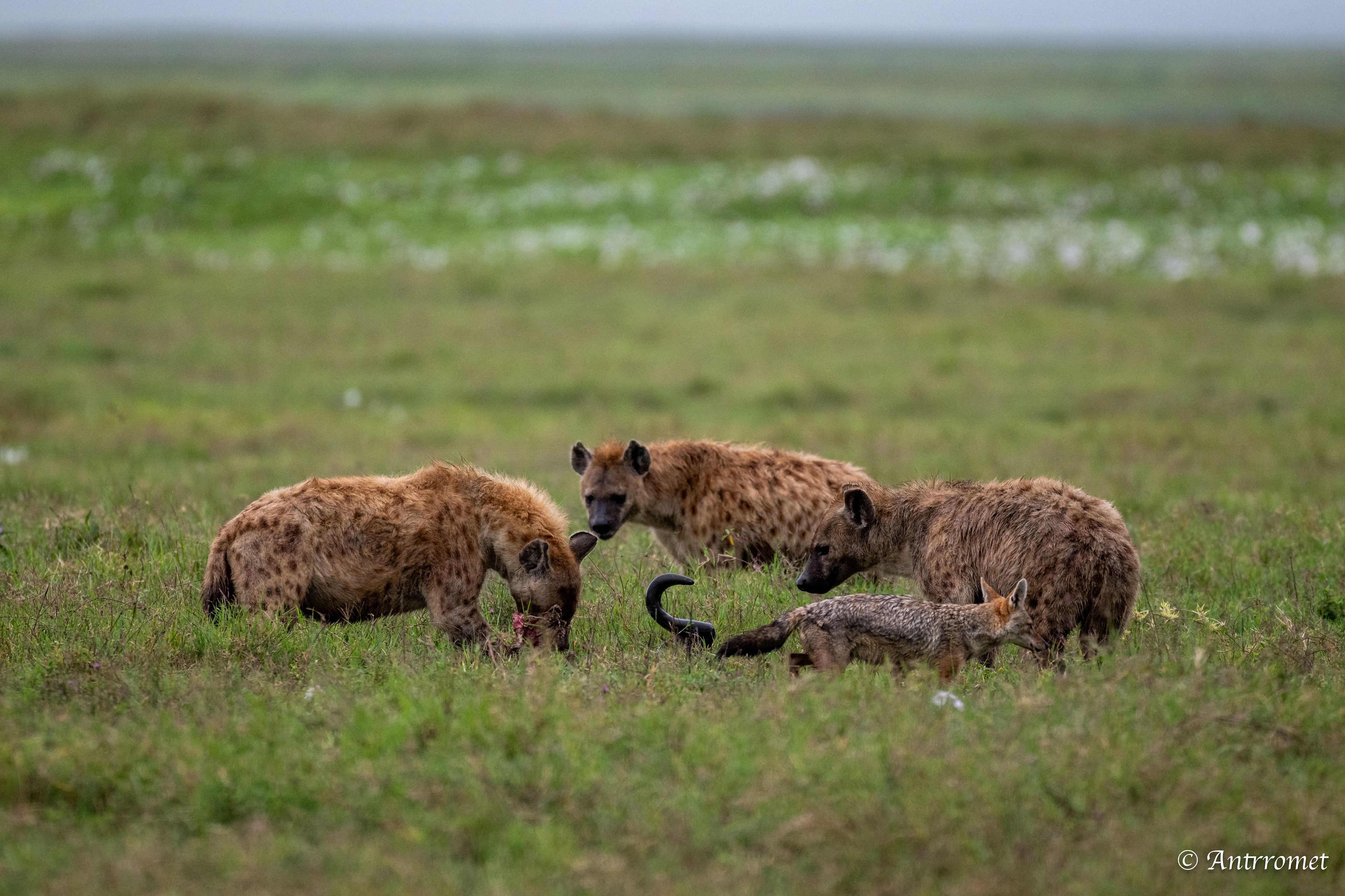 Spotted Hyenas