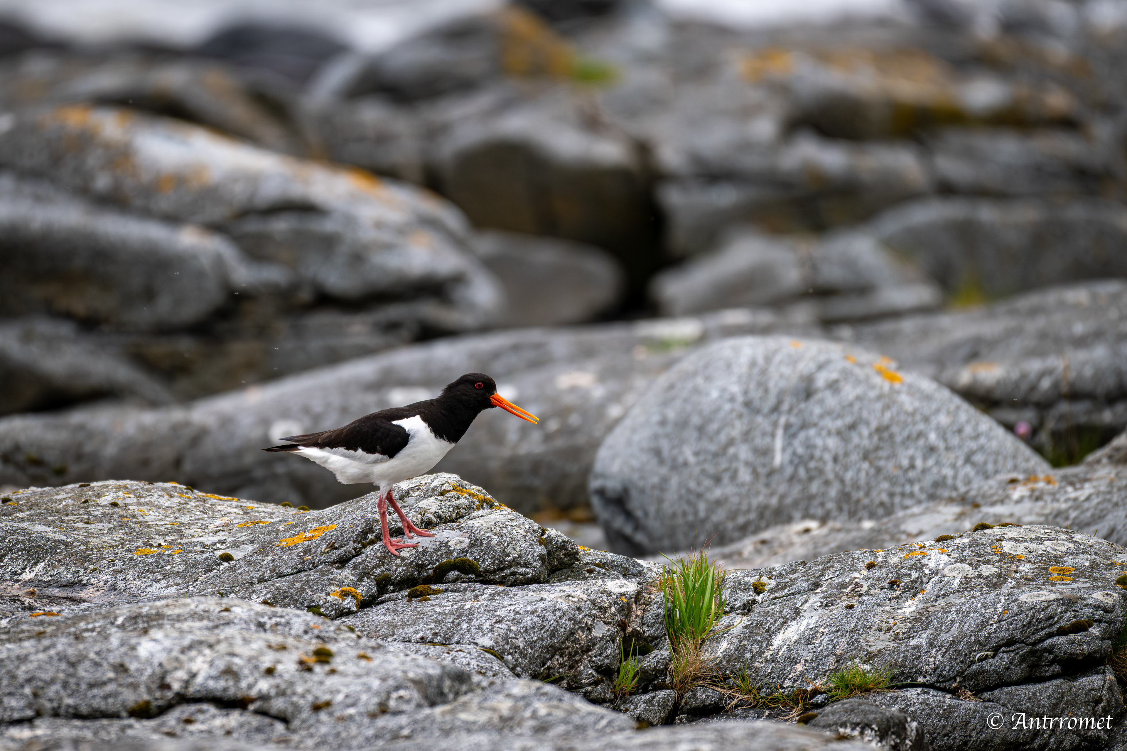 Oyster catcher on the way to the Bird Cliff at Værøy