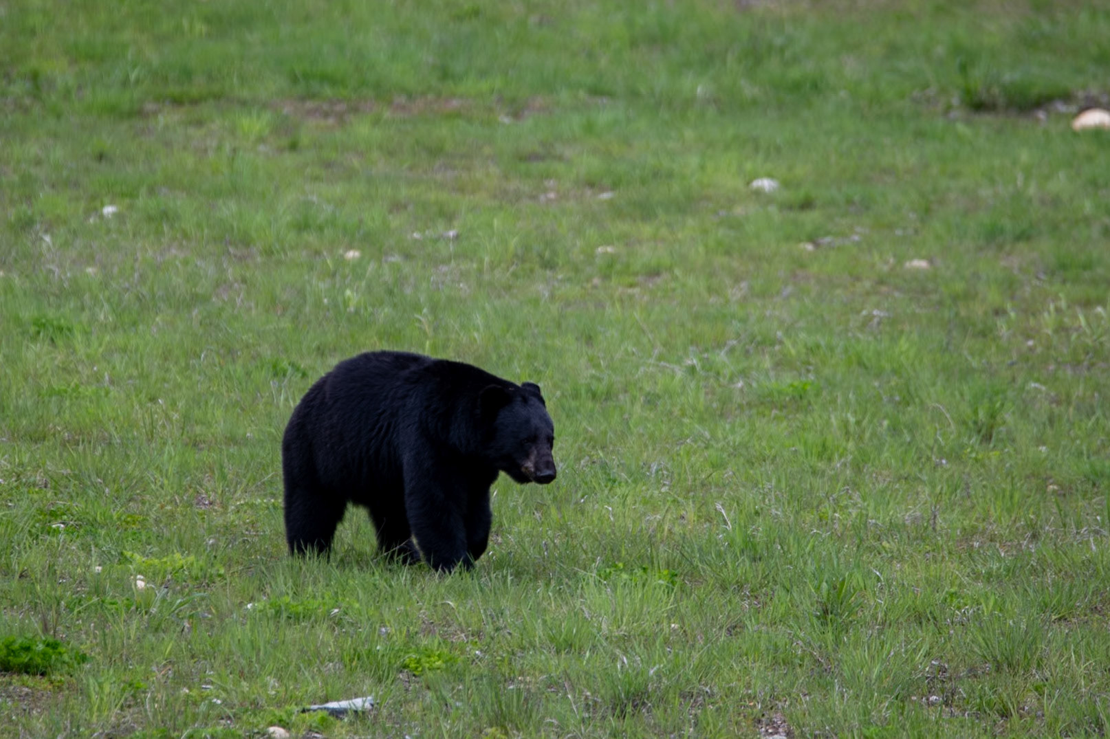 Black bears near Yellowhead Highway