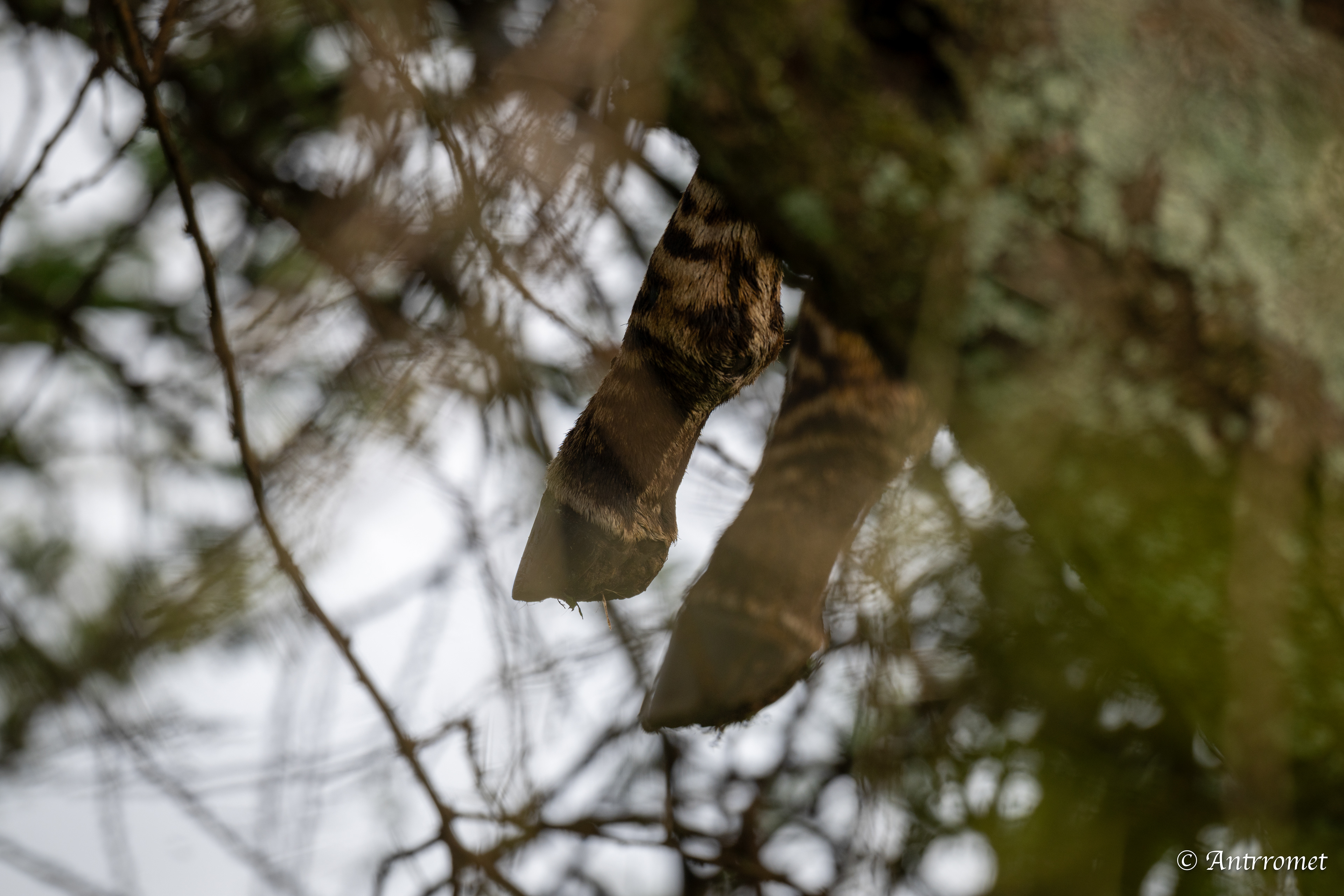 Dead baby zebra - Leopard's snack
