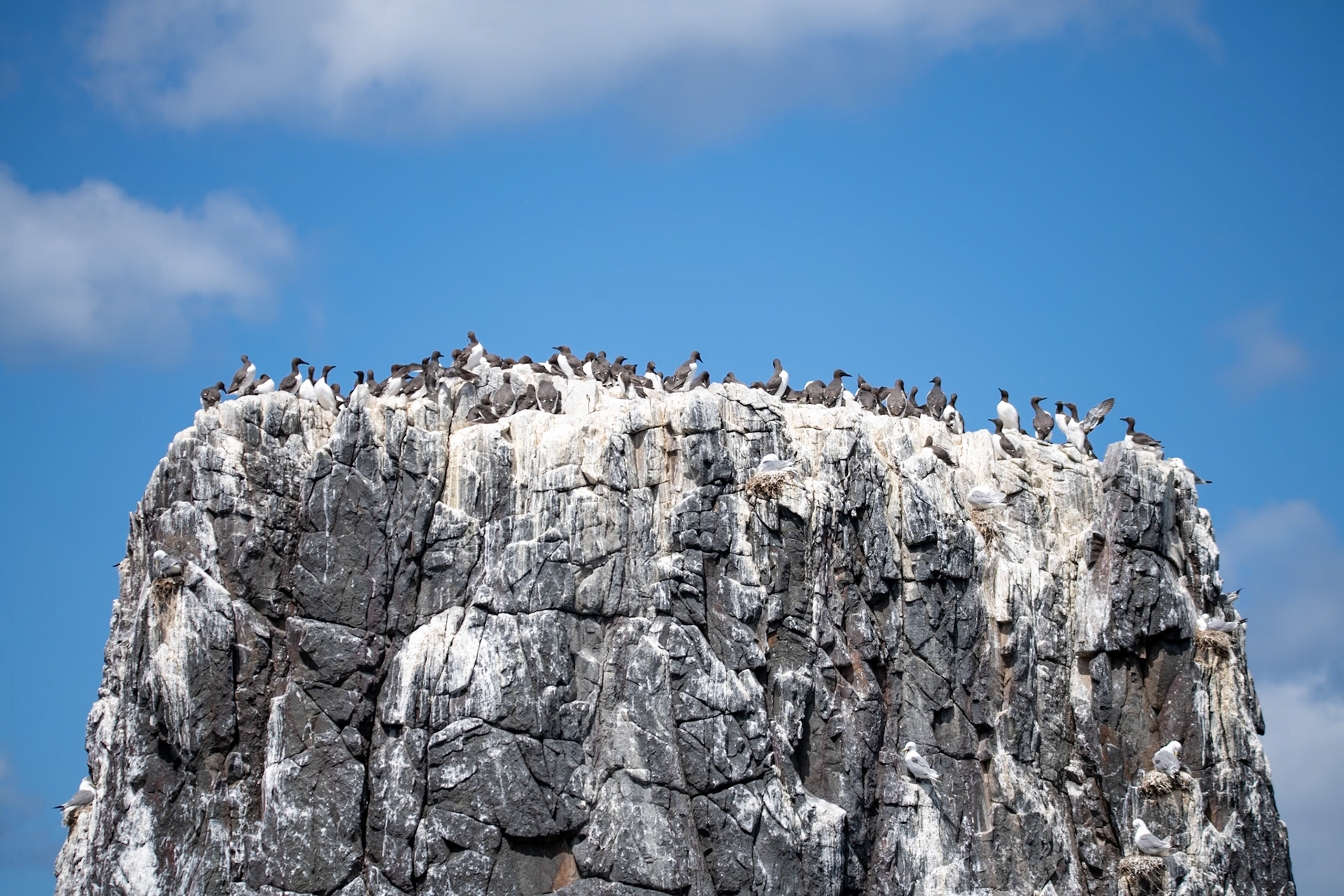 Guillemots, Farne Islands