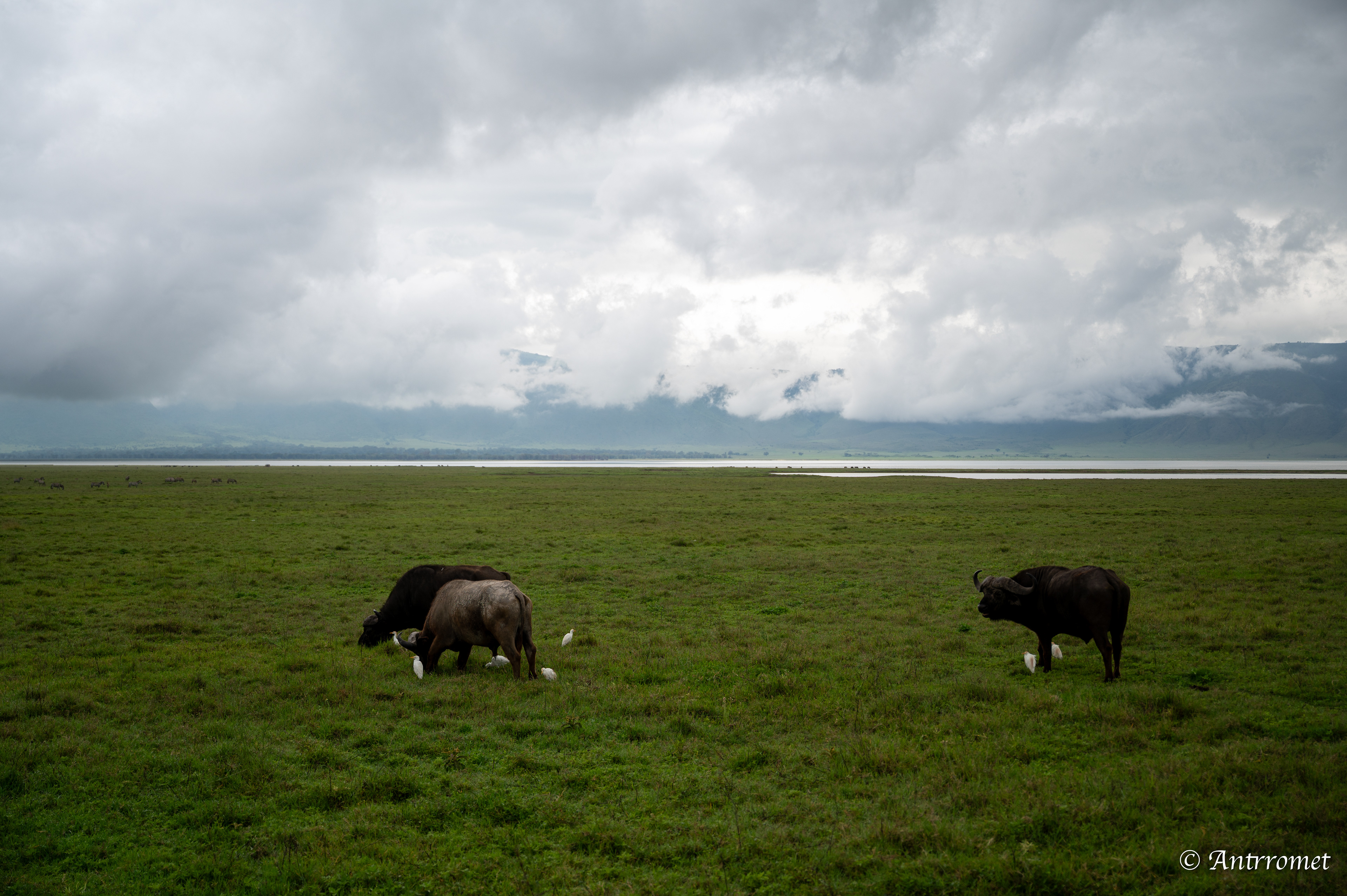 Buffaloes with cattle egrets