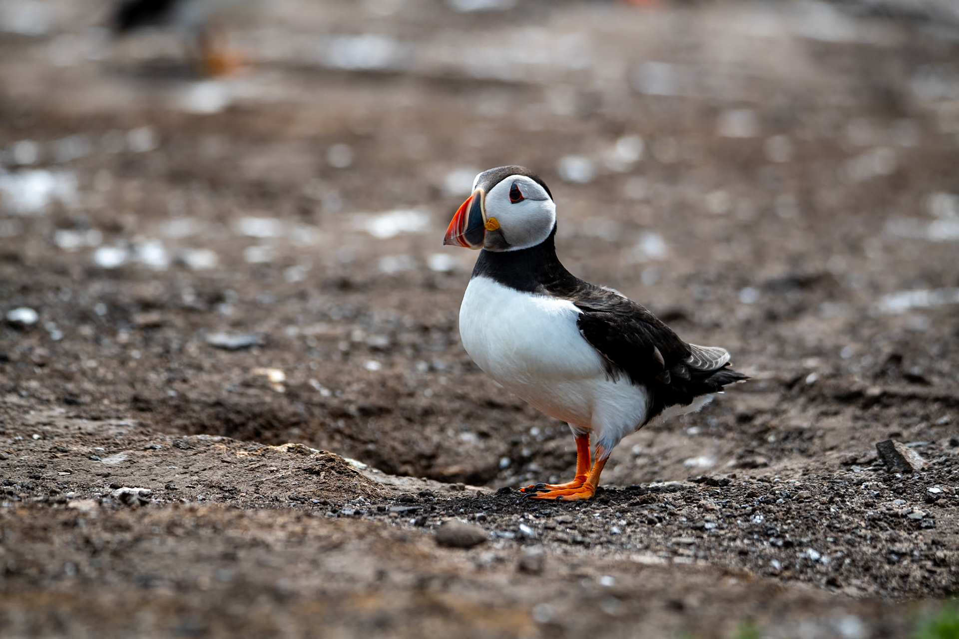 Puffins, Farne Islands