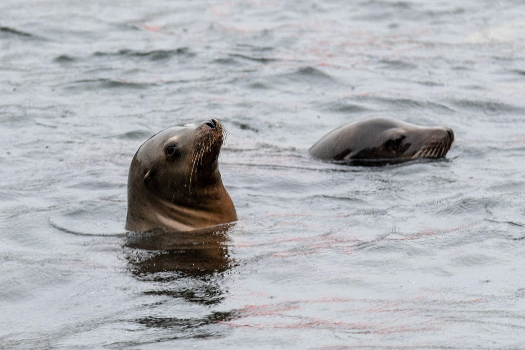 Seals at Ucluelet