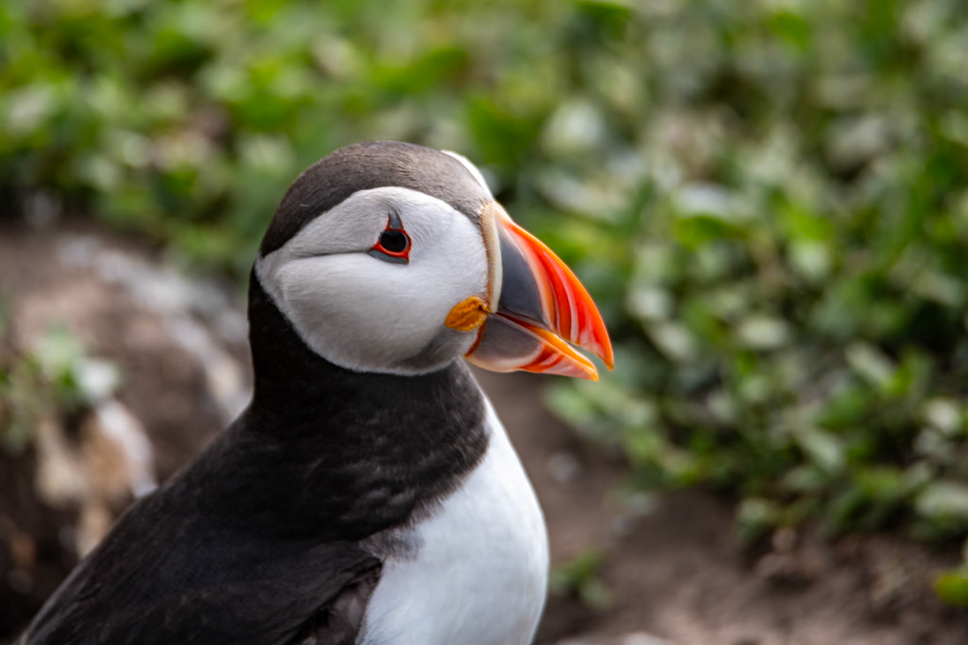 Puffin, Farne Islands