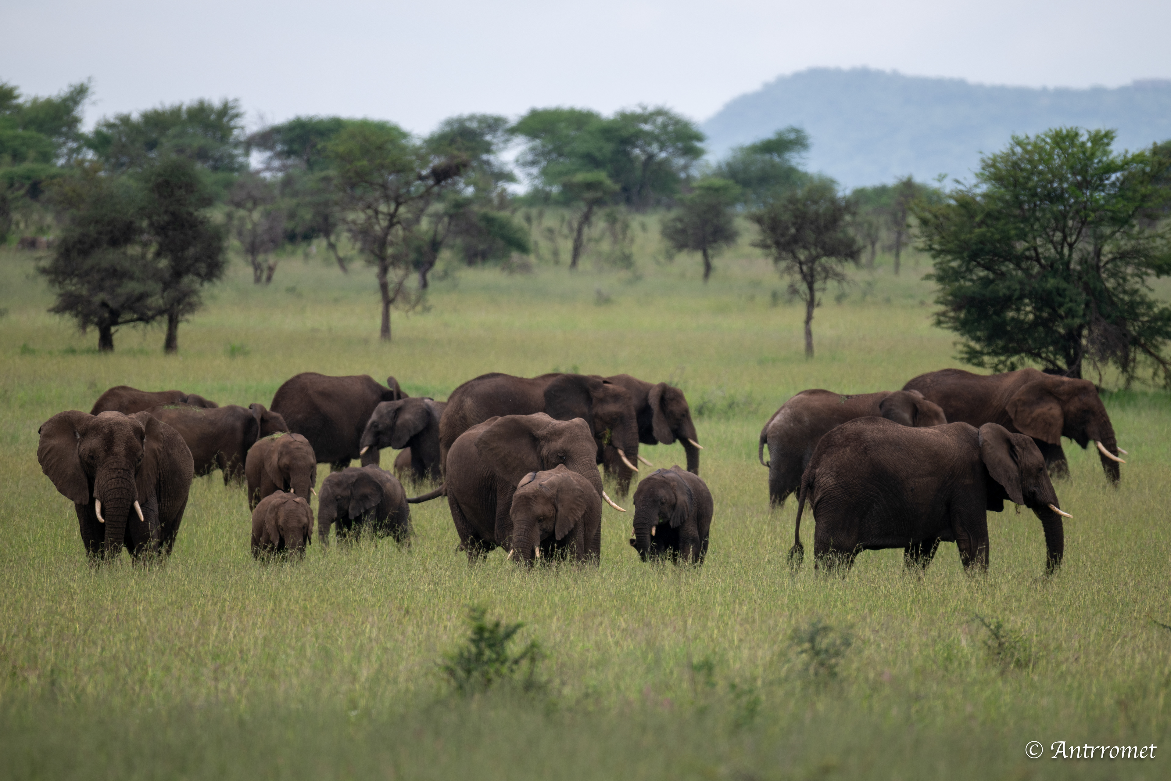 Elephant herd