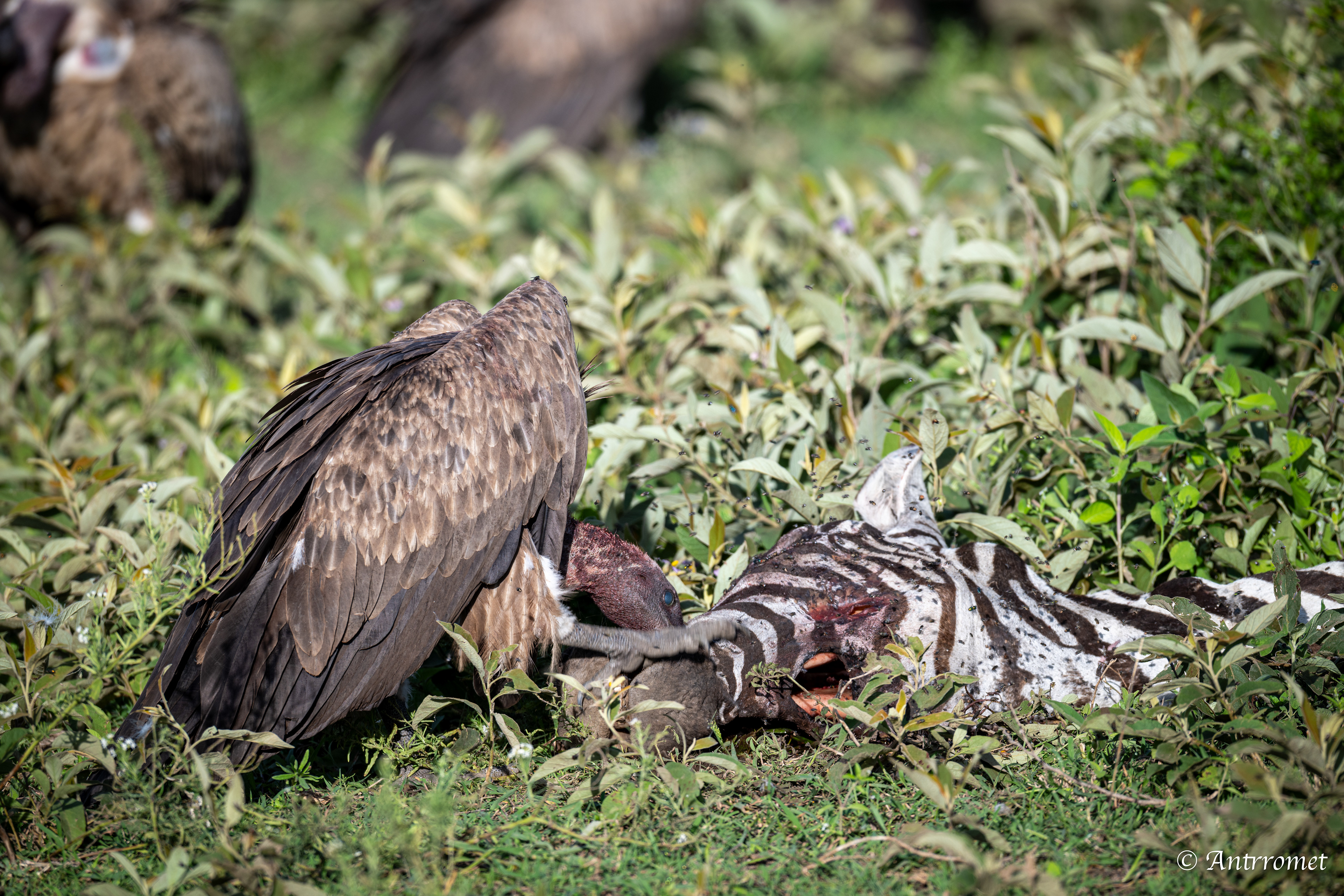 Rüppell's Vultures feasting on a zebra