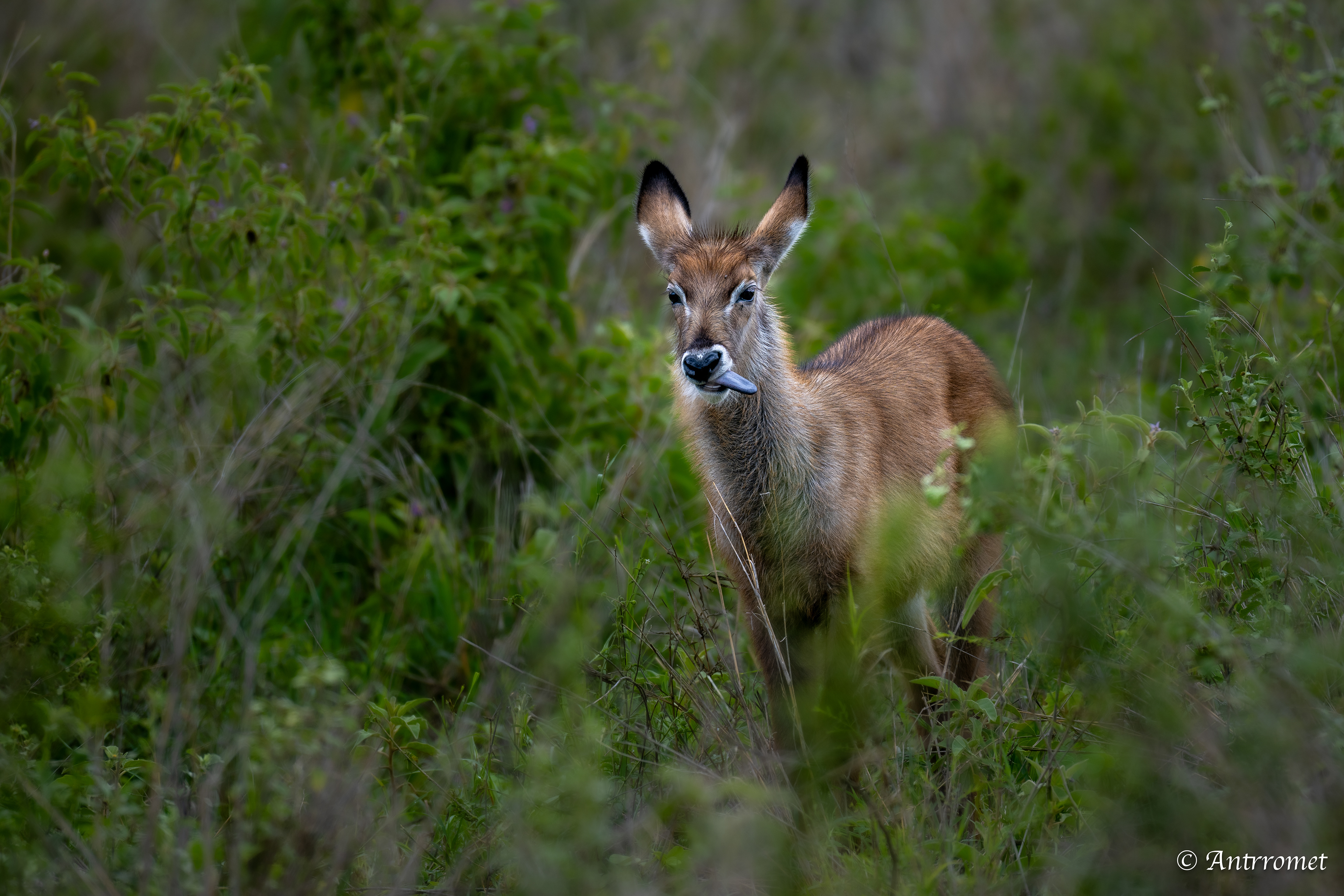Waterbuck baby