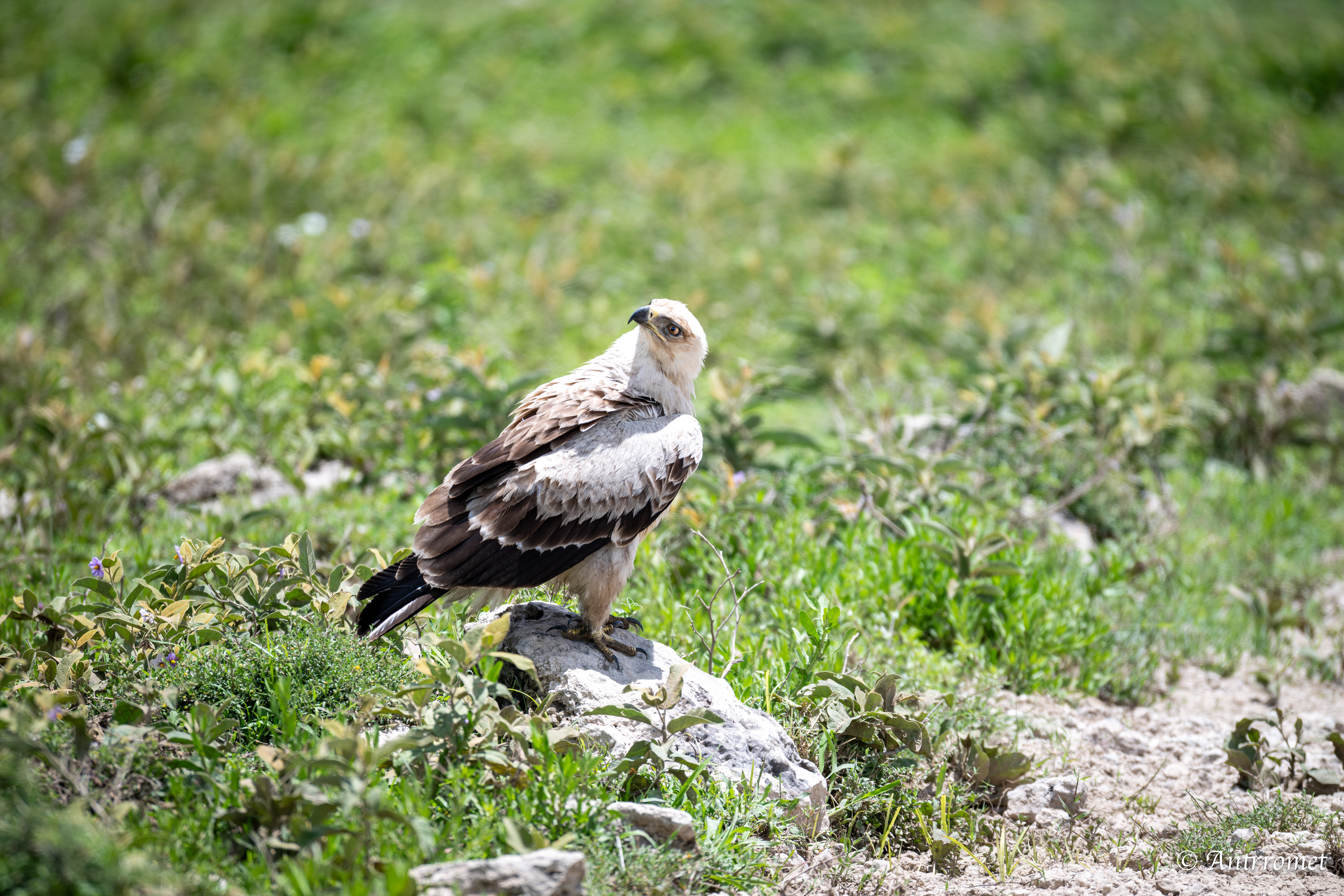 Tawny Eagle