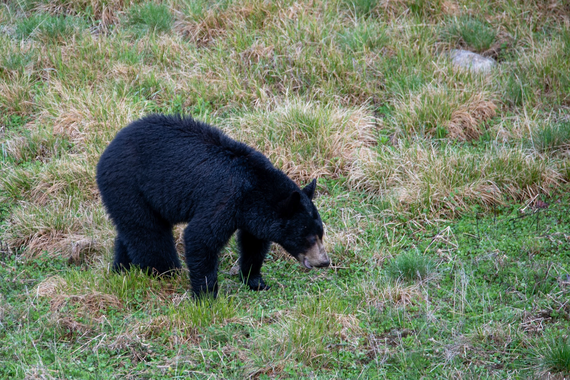 Black bear on Icefields Parkway