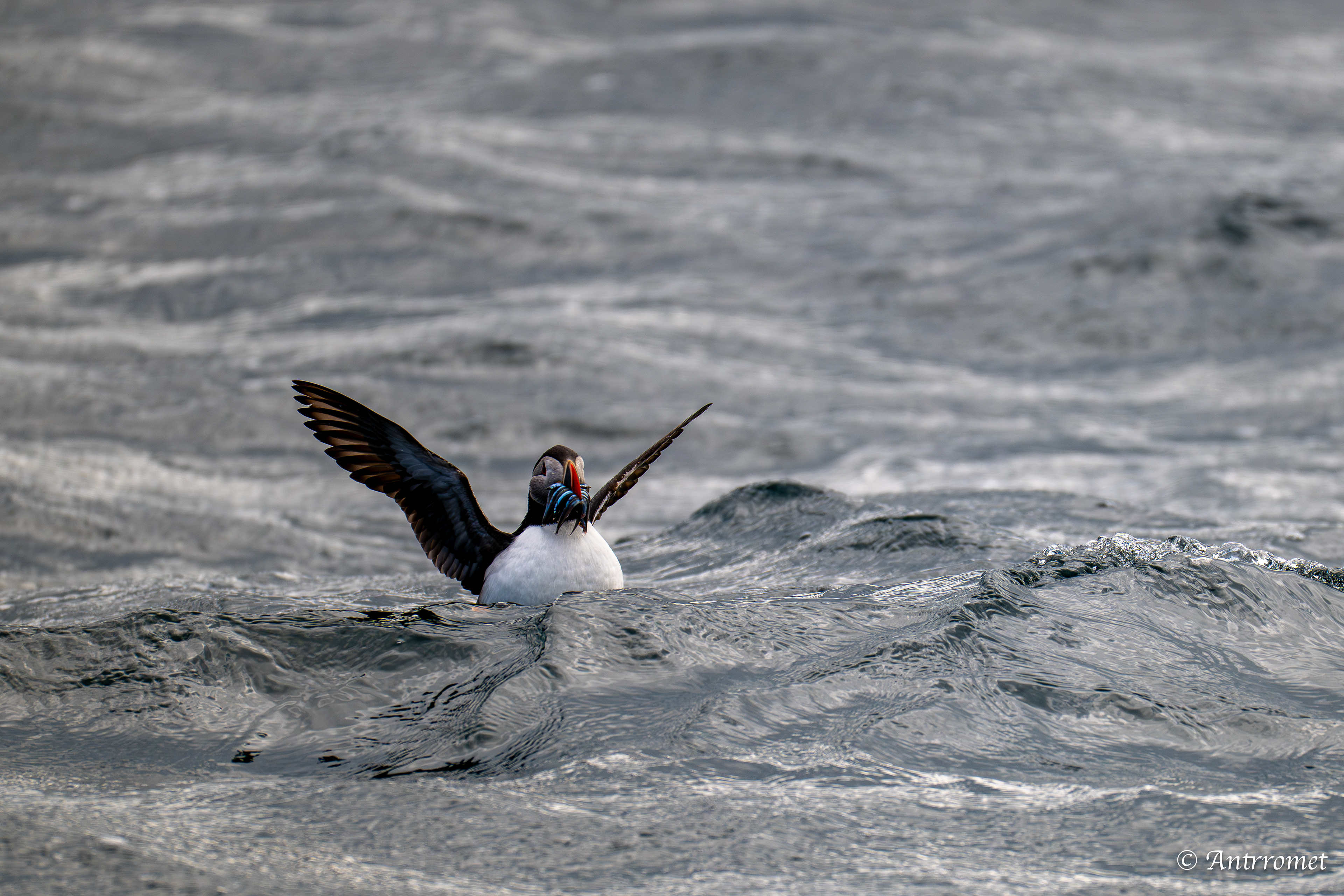 Puffins at Puffin Safari AS, Bleik, Vesteralen