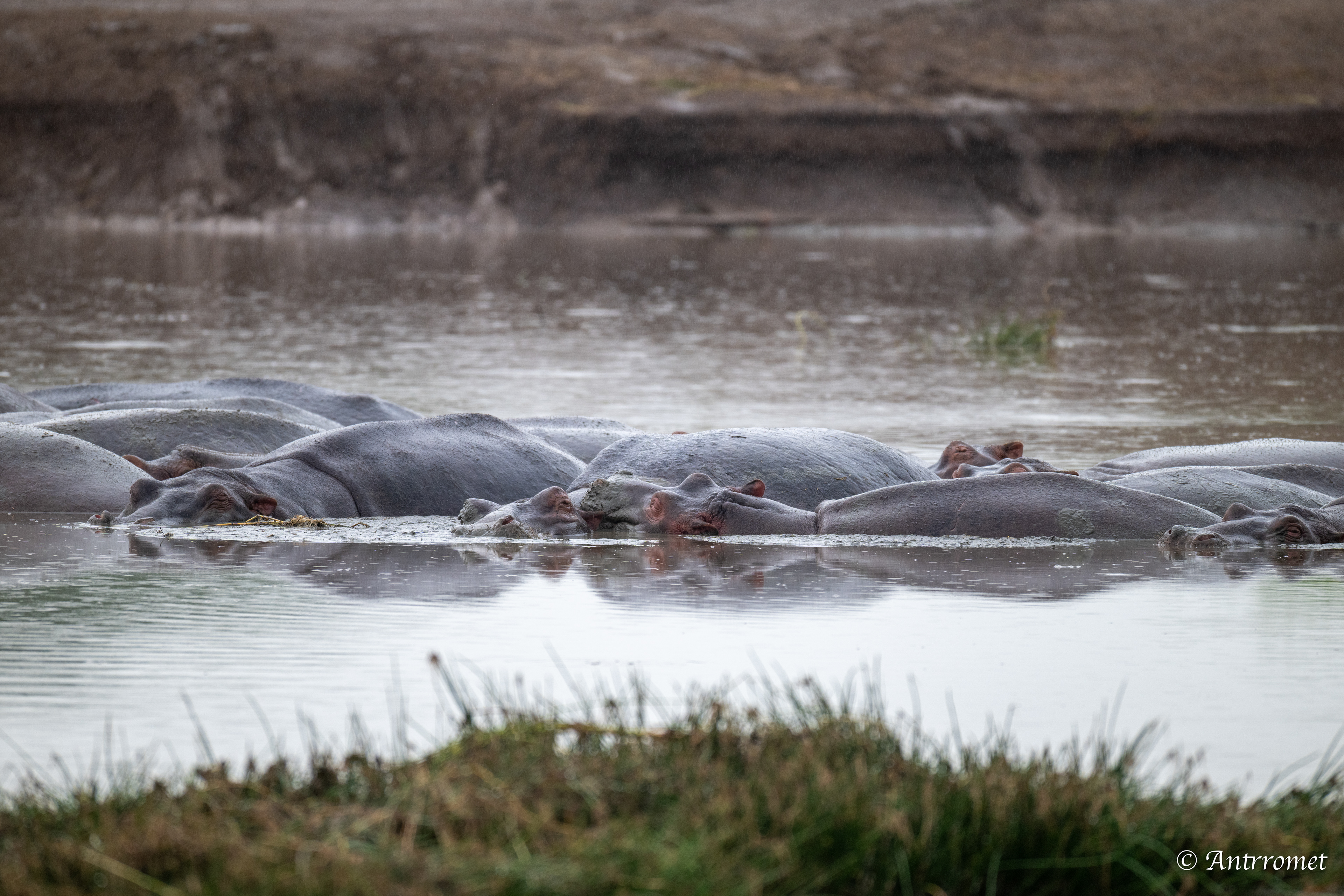 Hippopotamuses