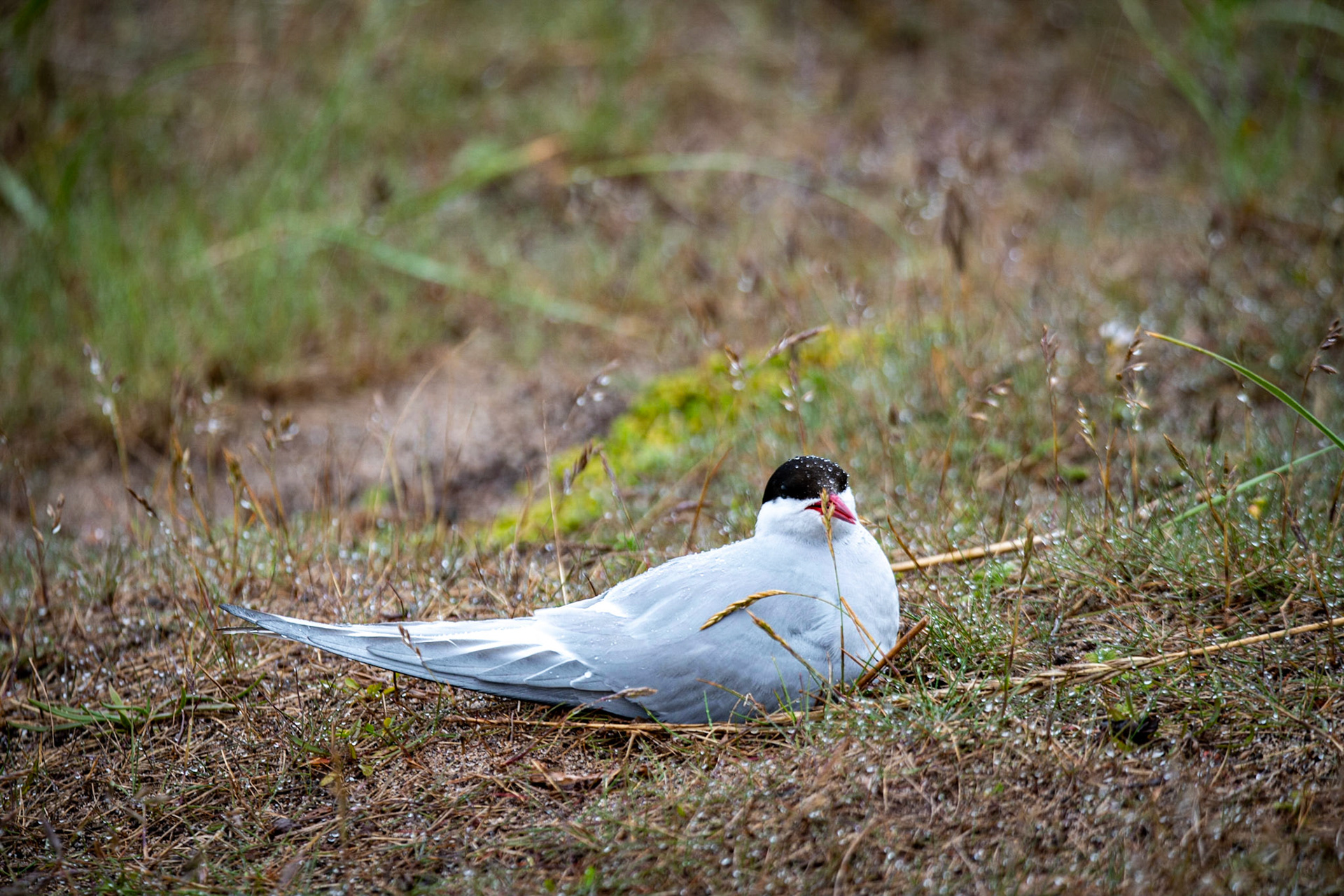 Arctic tern