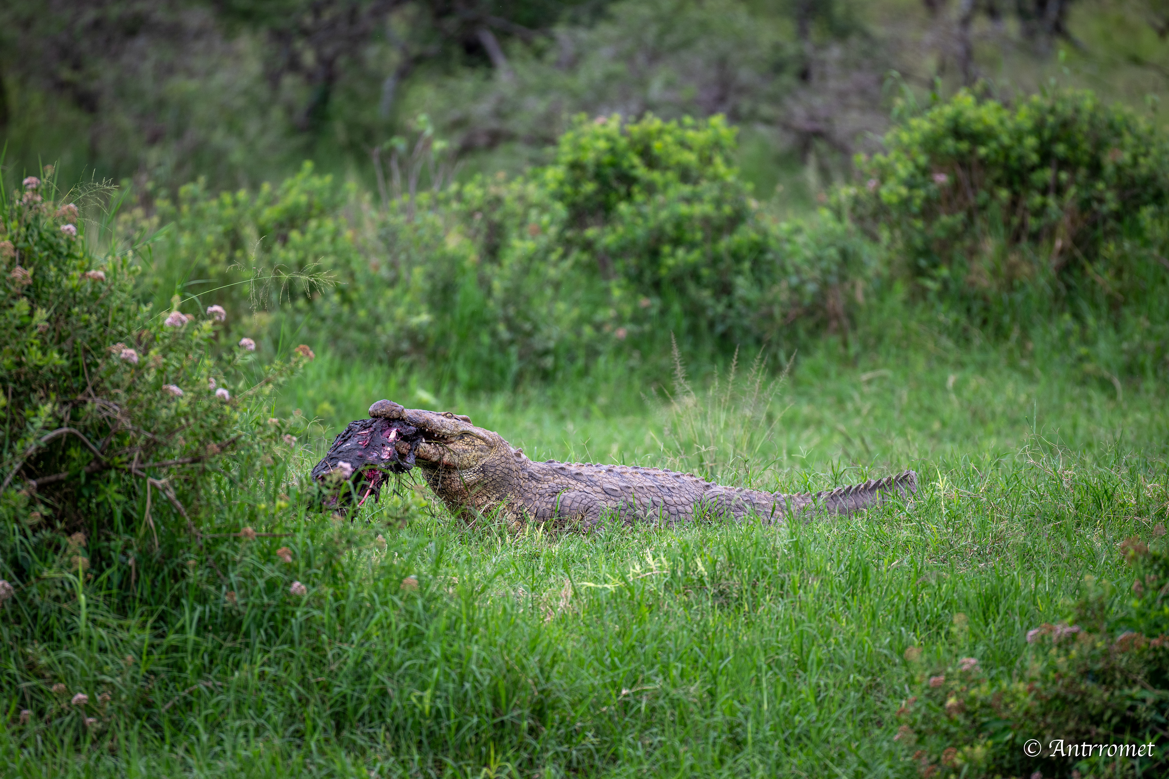 Nile Crocodile devouring a warthog