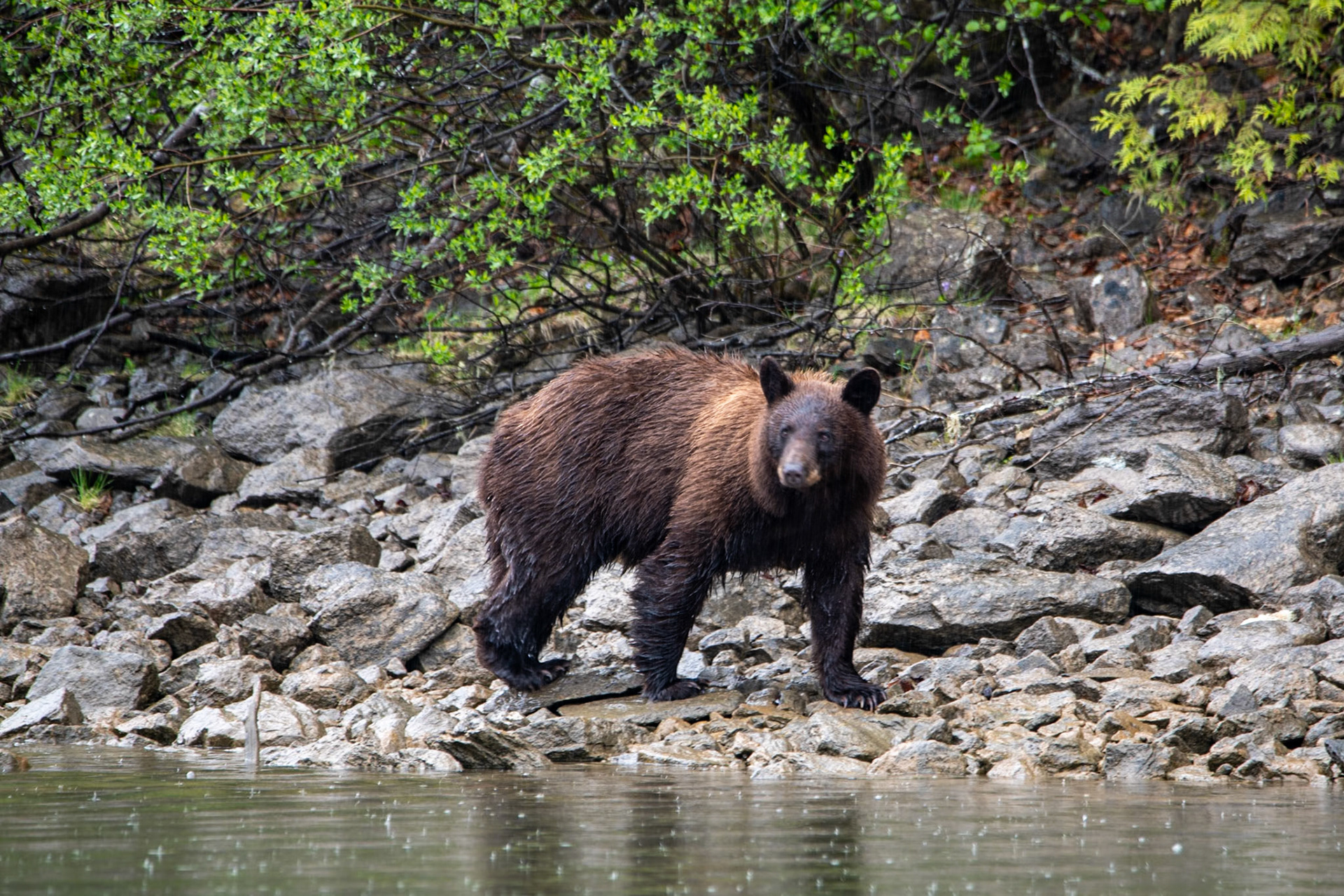 Black bear near Mud Lake