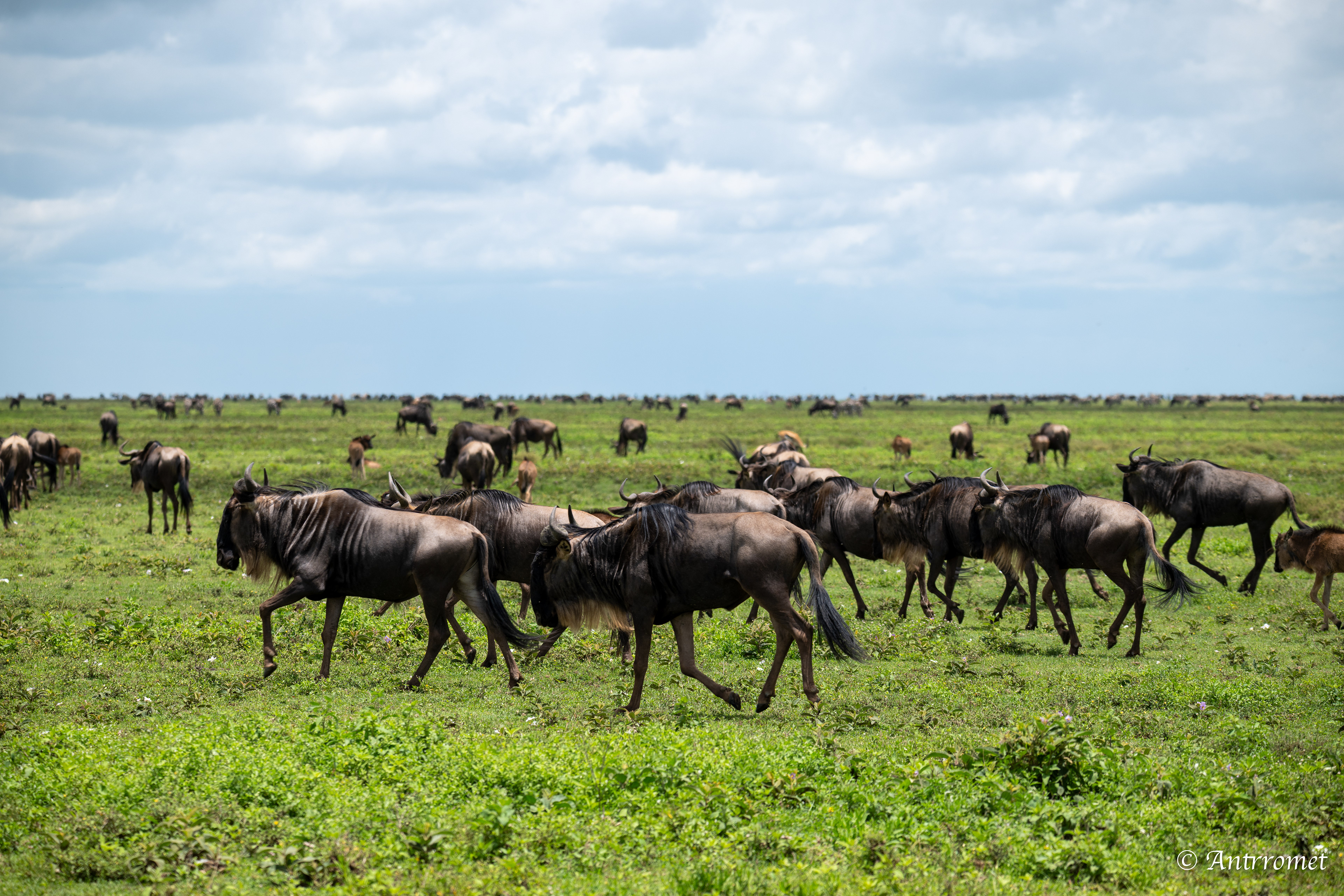 Wildebeest in the Great Migration on the way to Serengeti