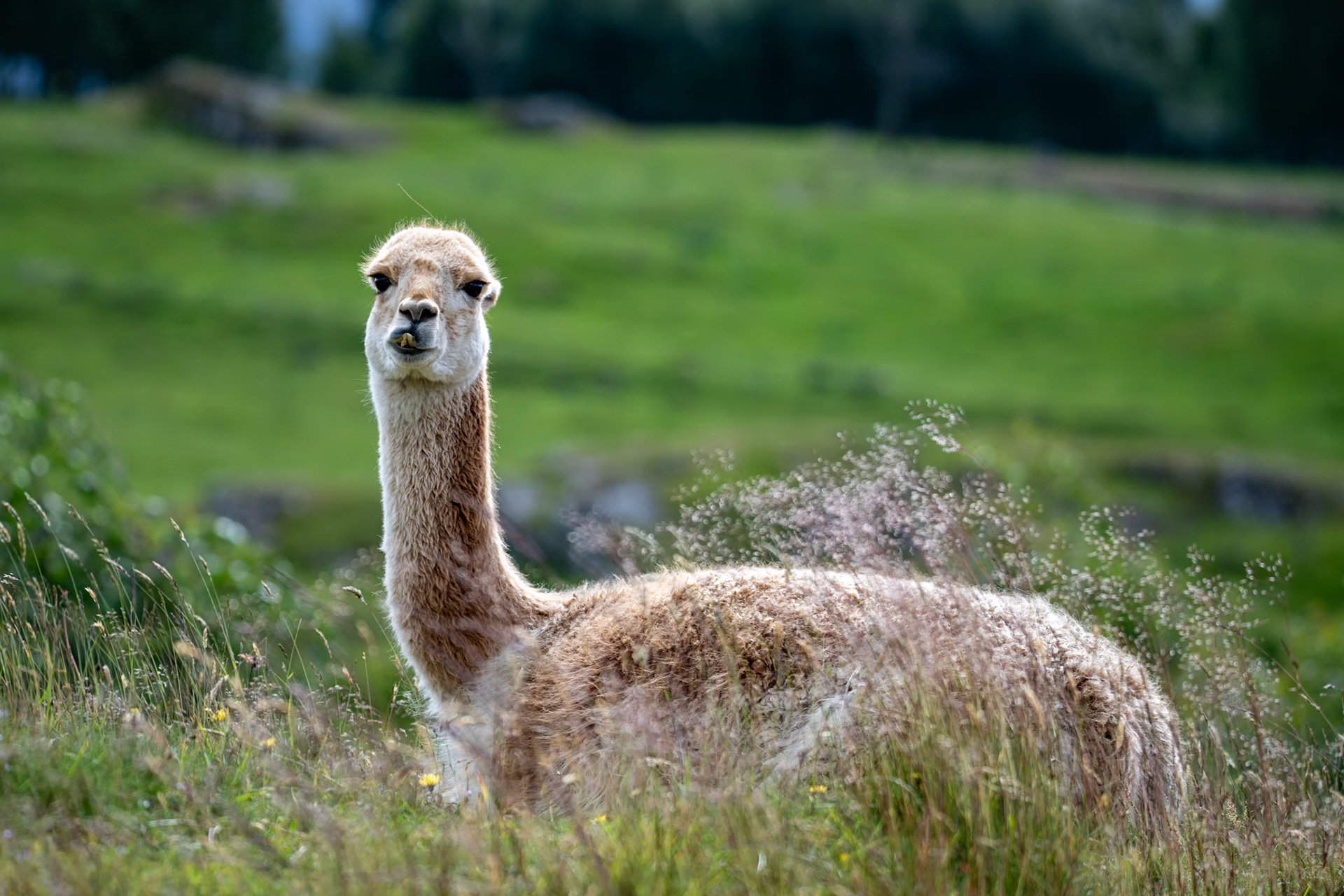 Guanaco, Highland Wildlife Park