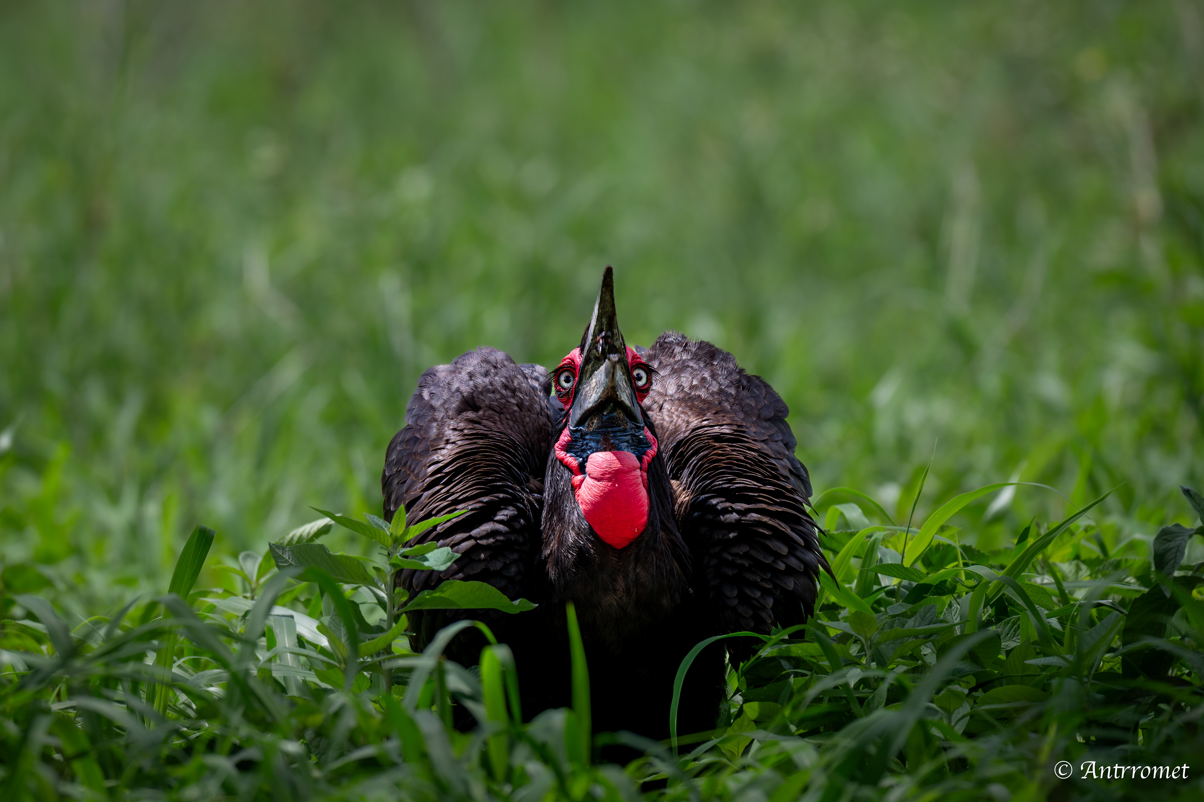 Southern Ground Hornbill