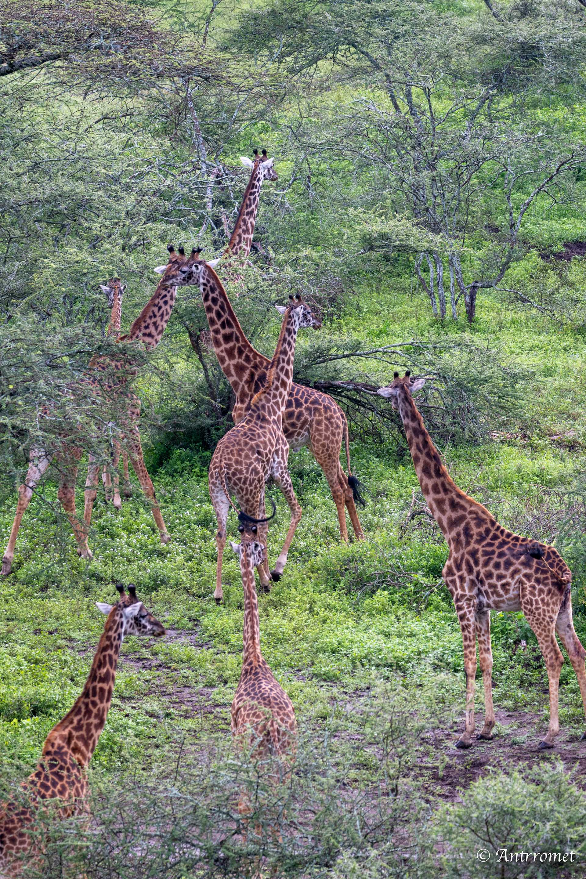 Giraffes