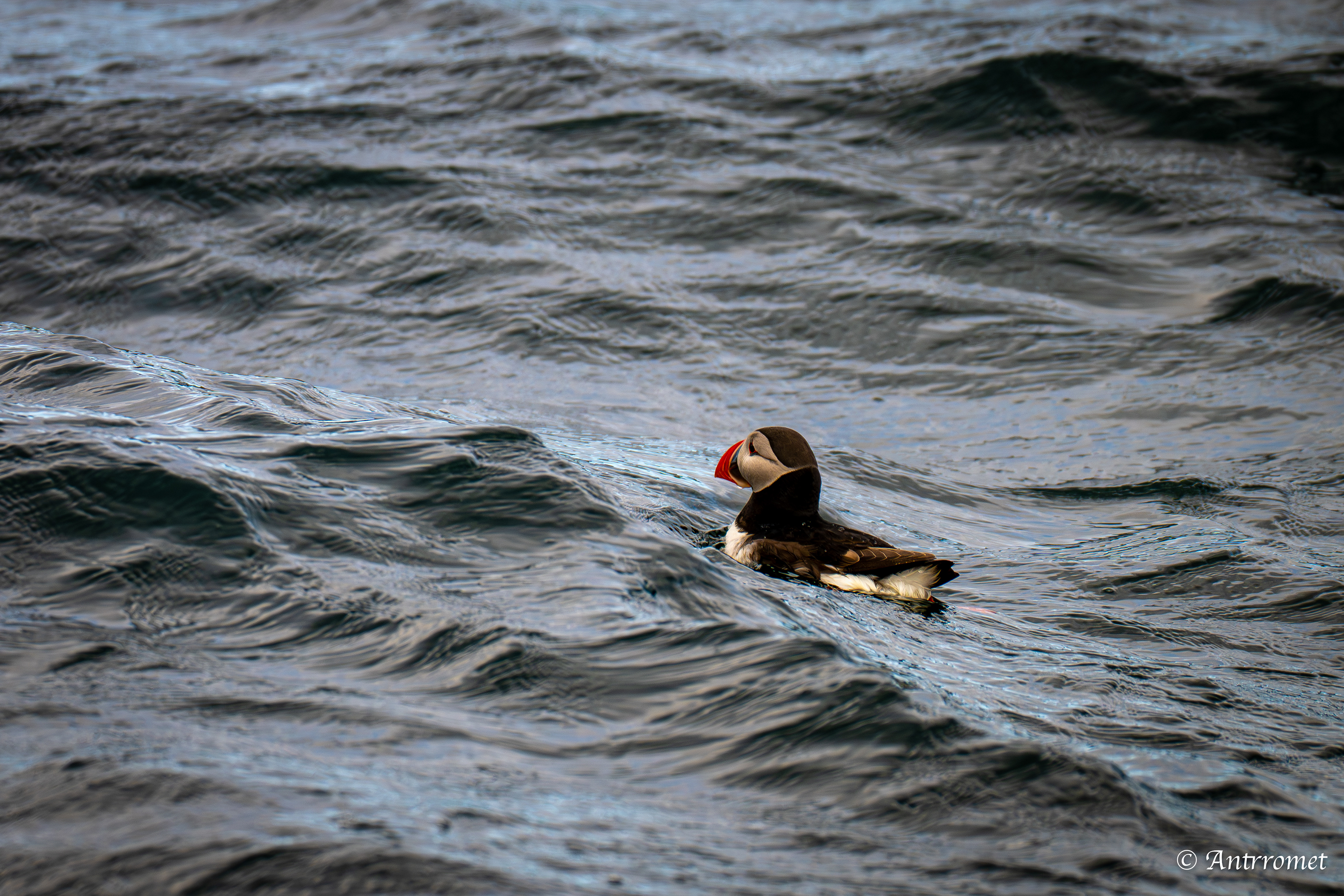 Puffins at Puffin Safari AS, Bleik, Vesteralen