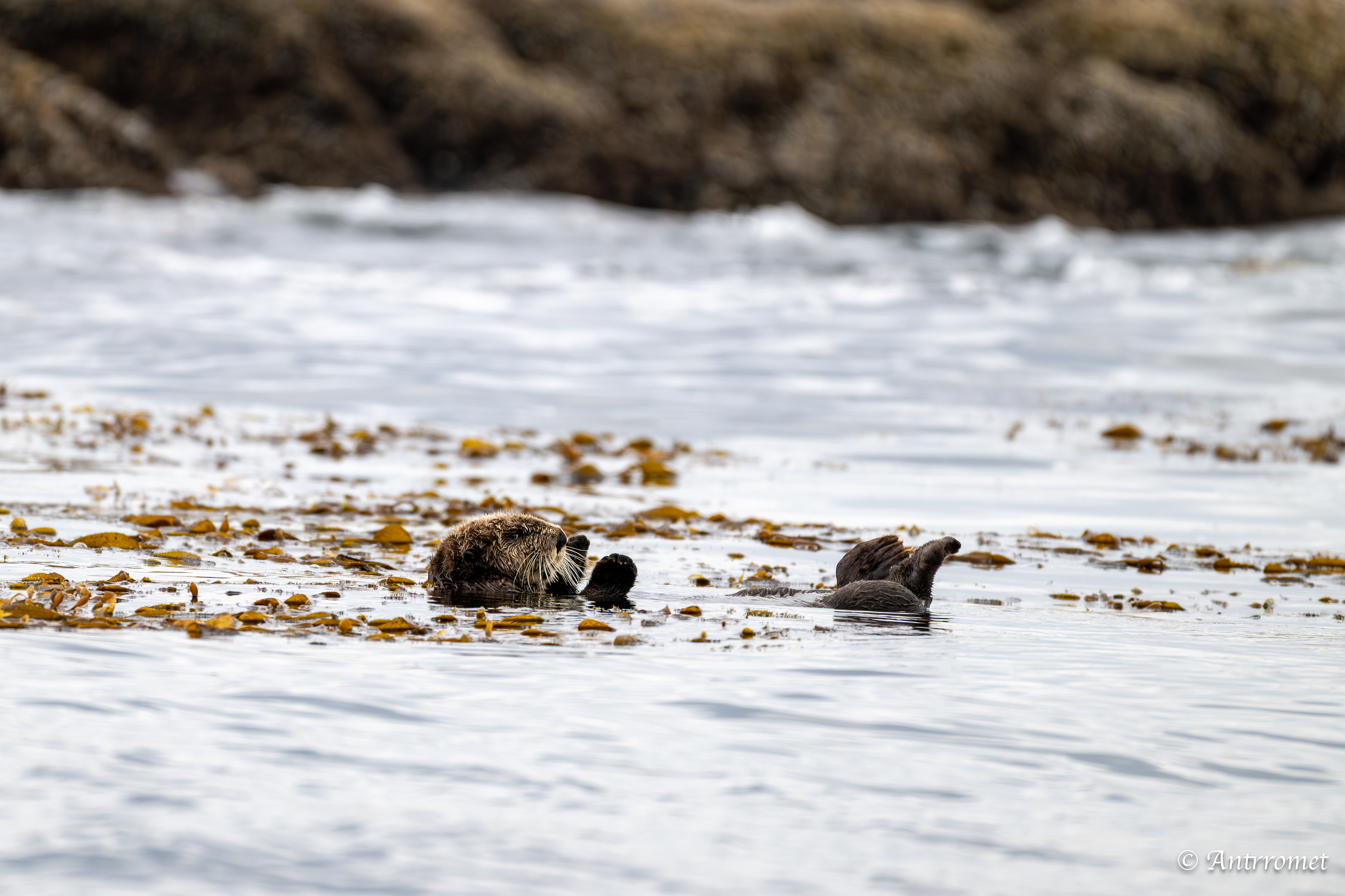 Sea otter