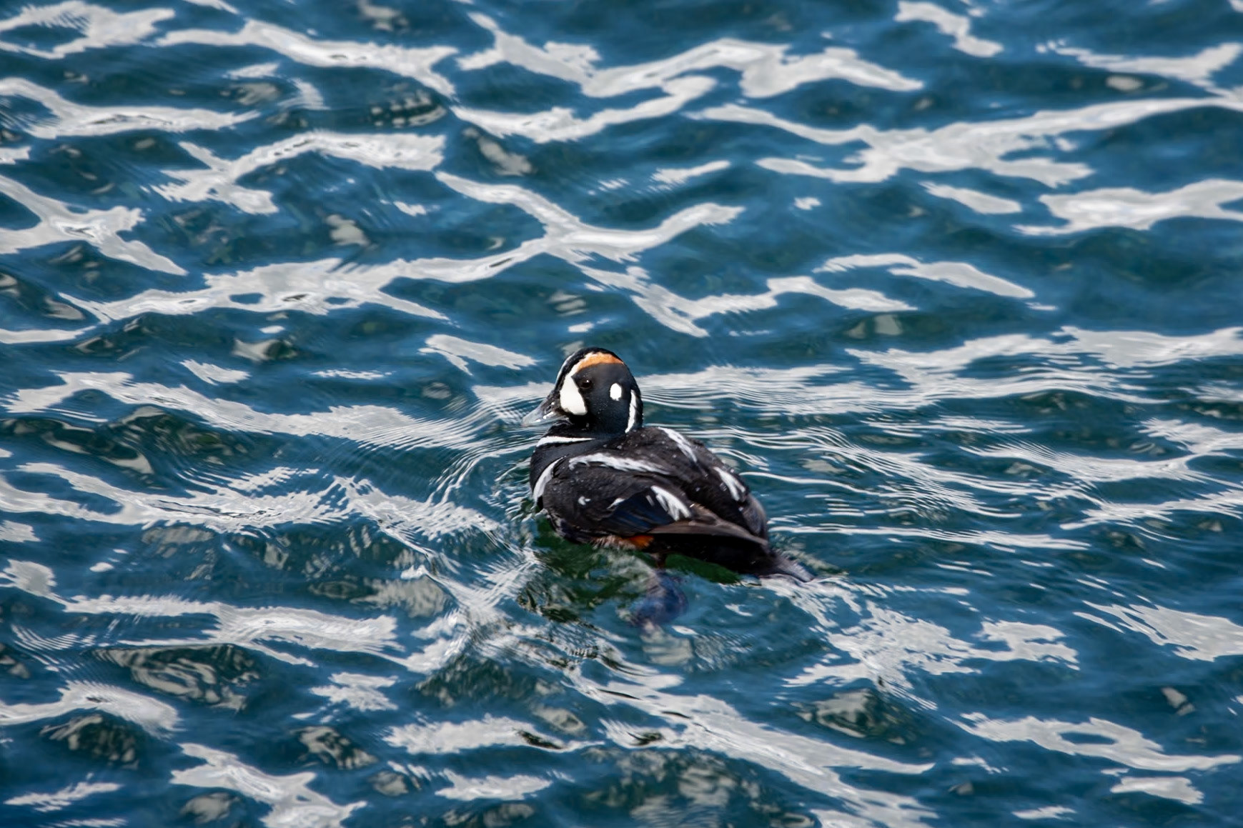 Harlequin duck