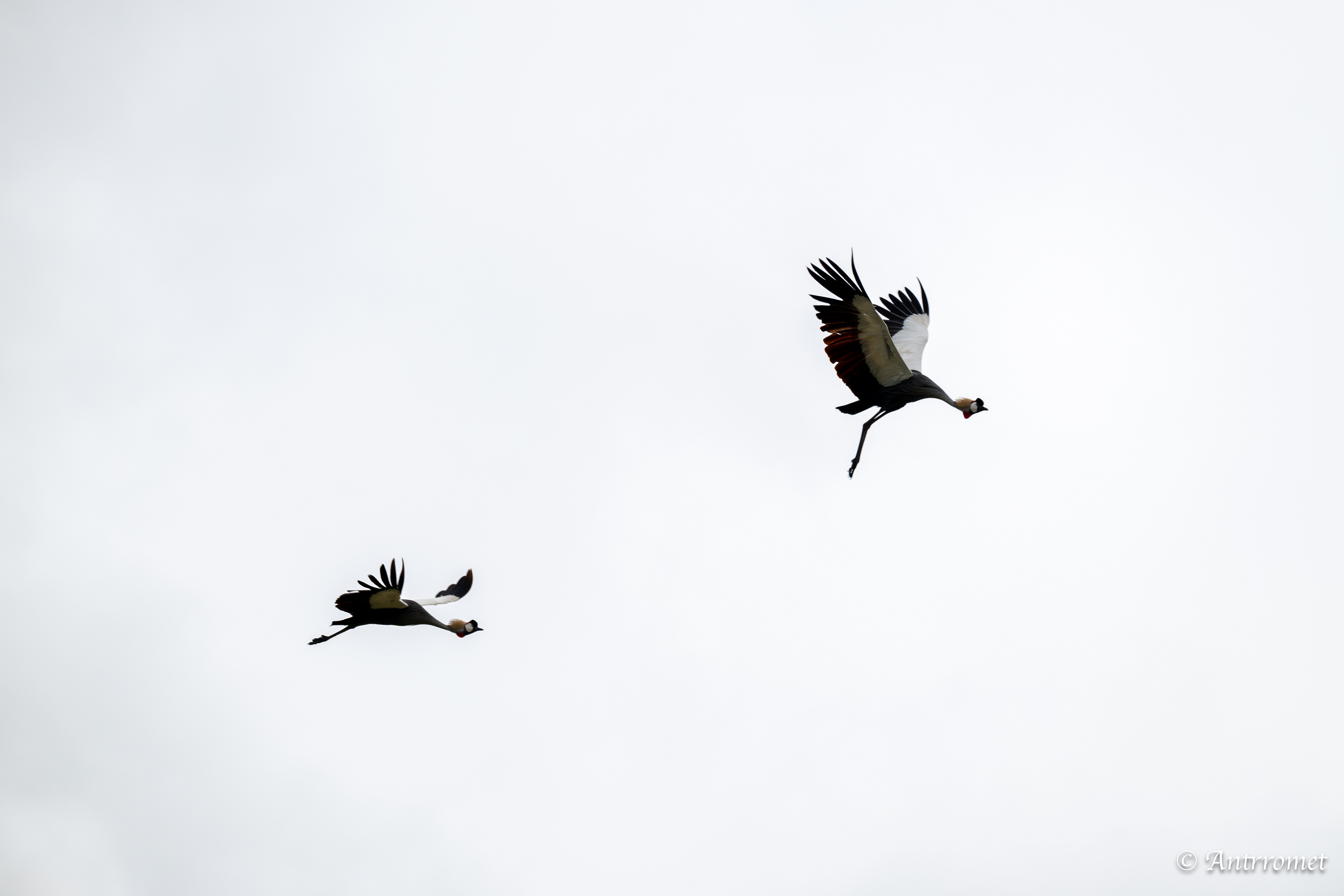 Grey Crowned Cranes