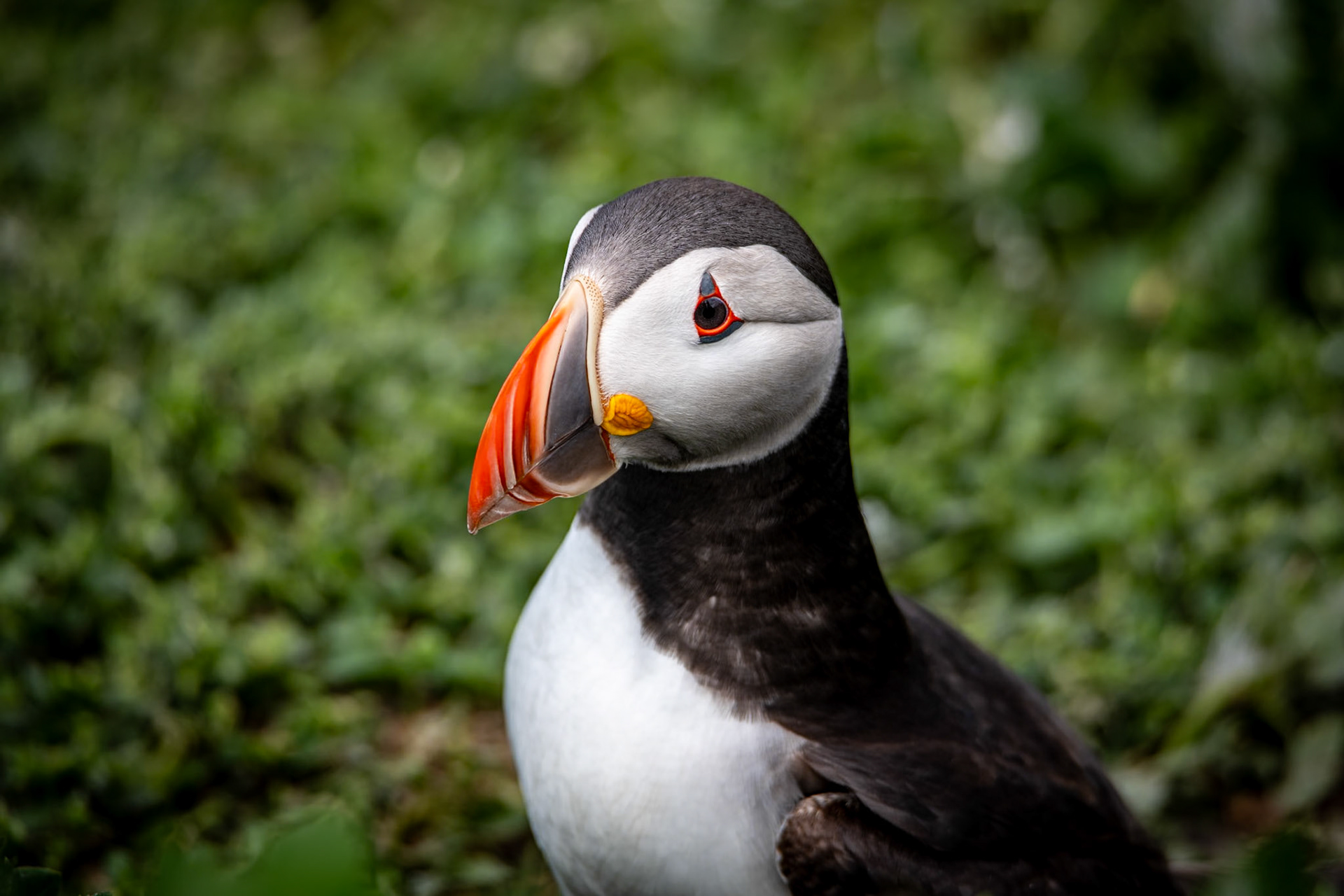 Puffin, Farne Islands