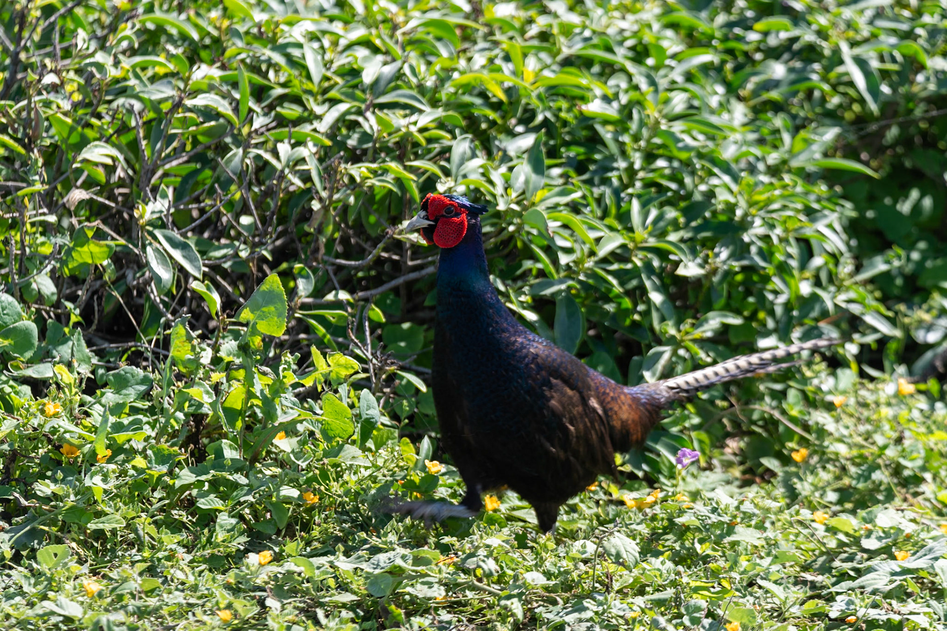 Ring-necked Pheasant