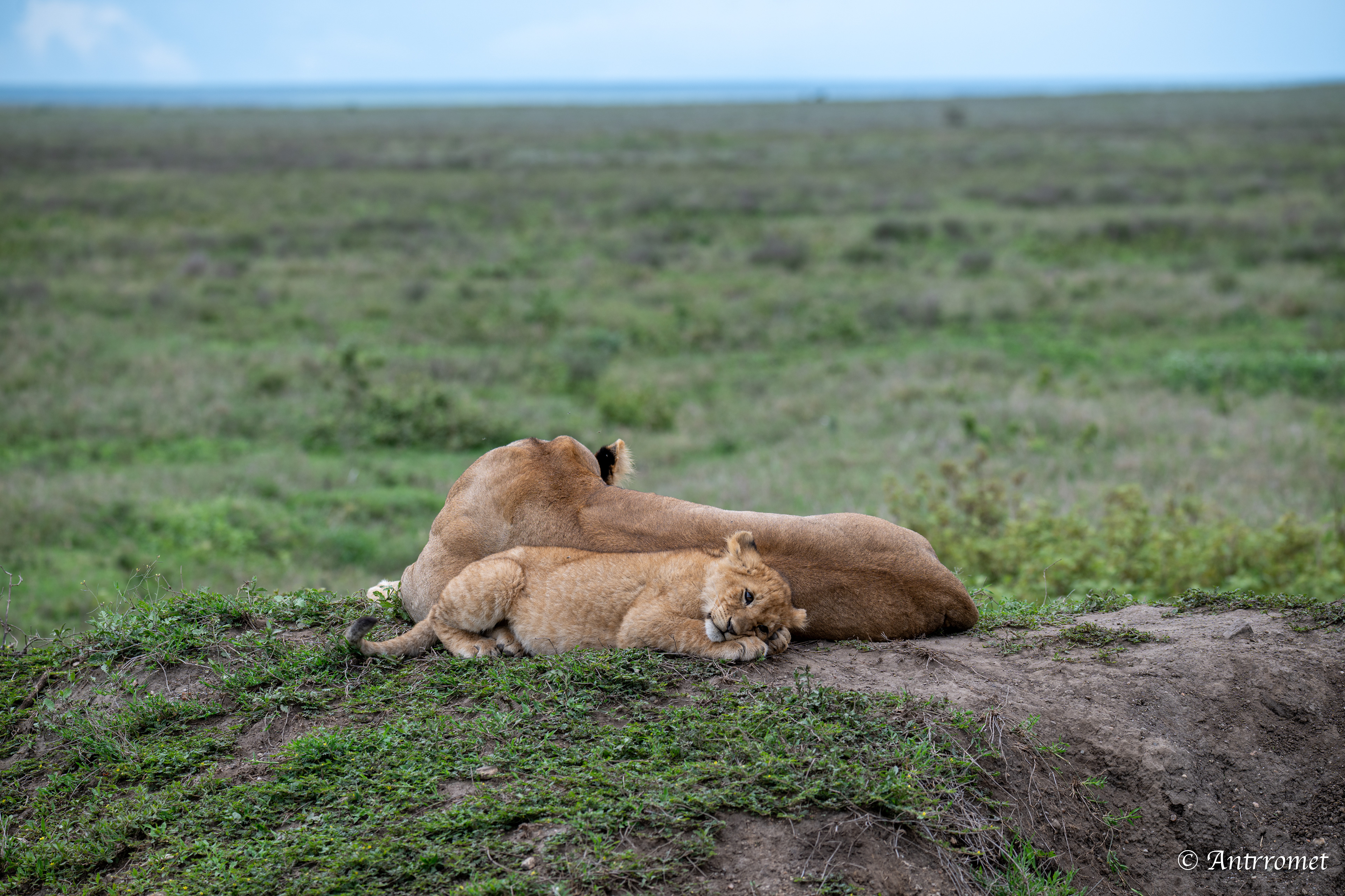 Lion cub with its mom
