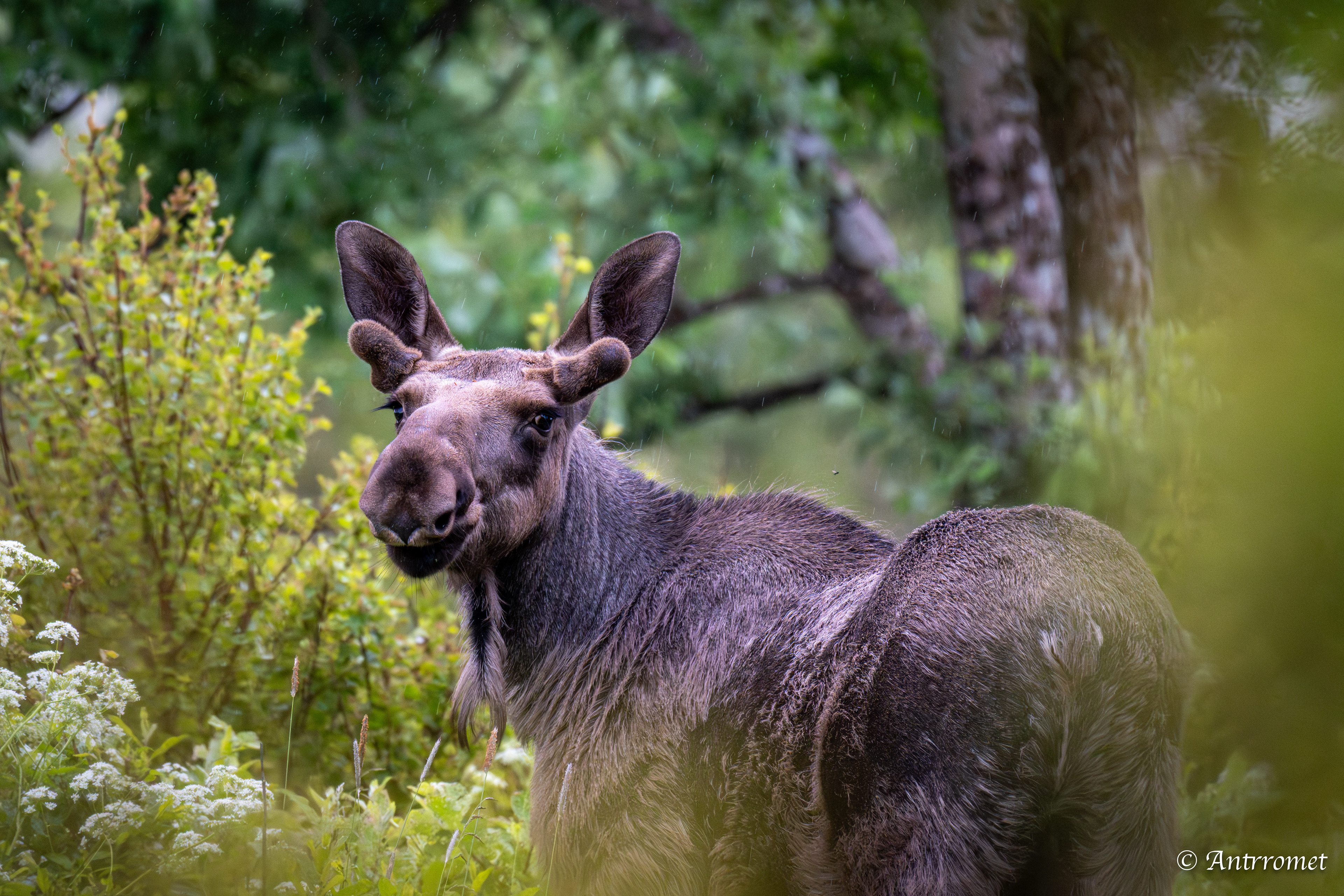 Moose somewhere near Åse on a tour with Arctic North Adventures