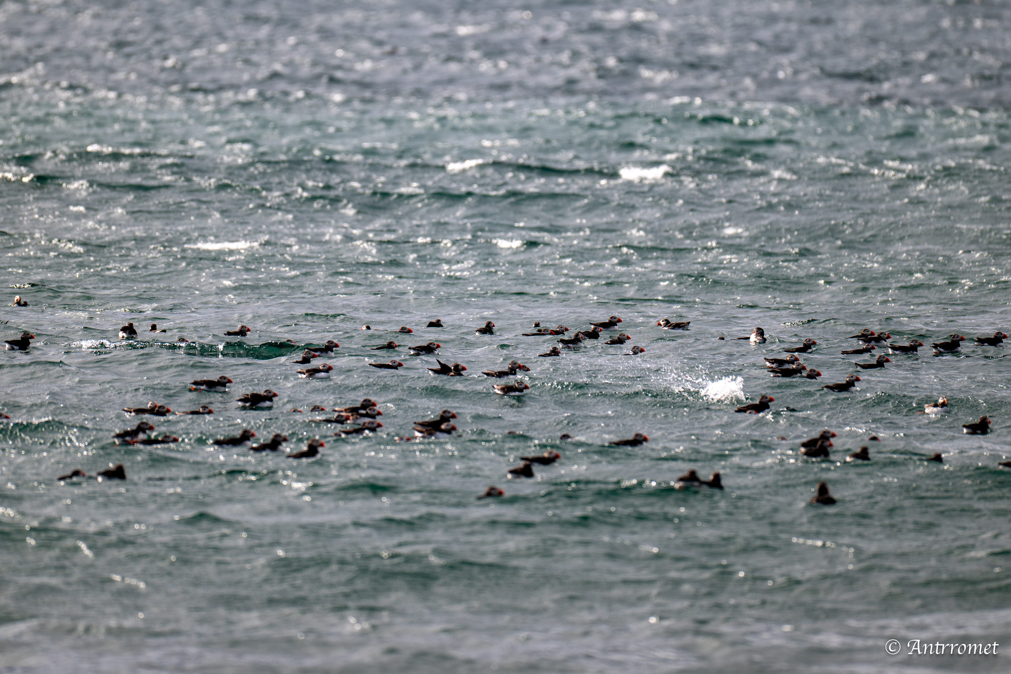 Puffins at Puffin Safari AS, Bleik, Vesteralen