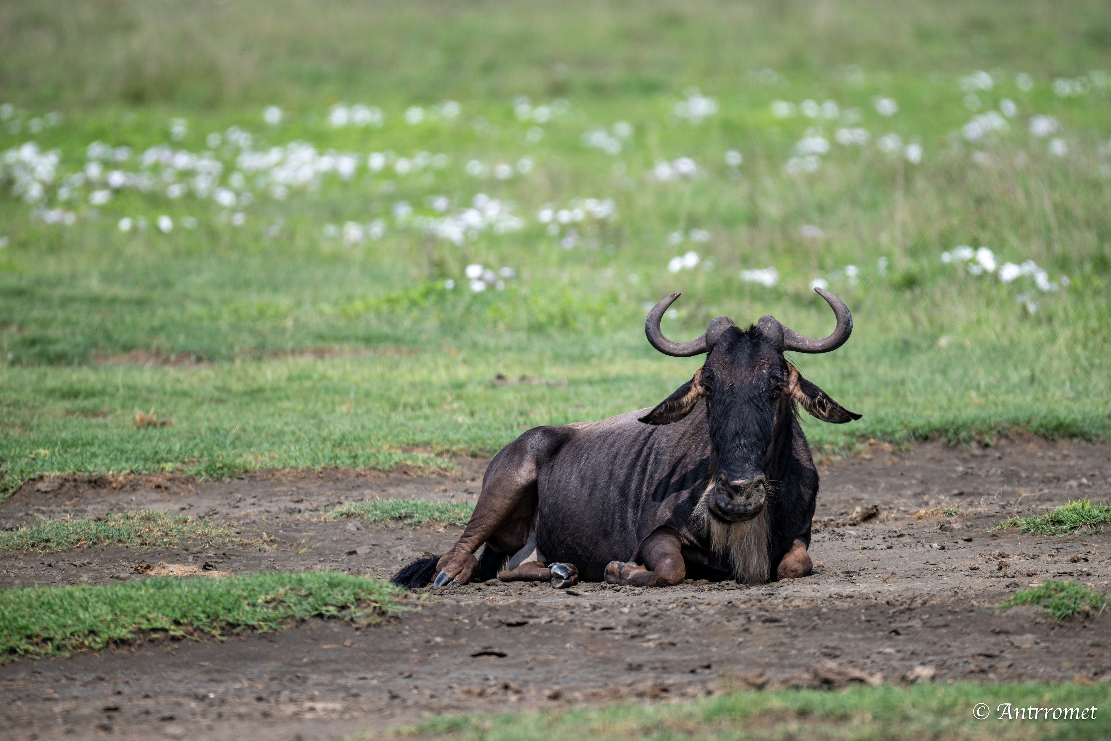 Wildebeest