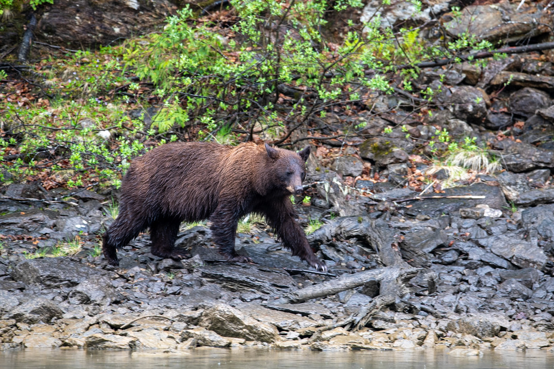Black bear near Mud Lake
