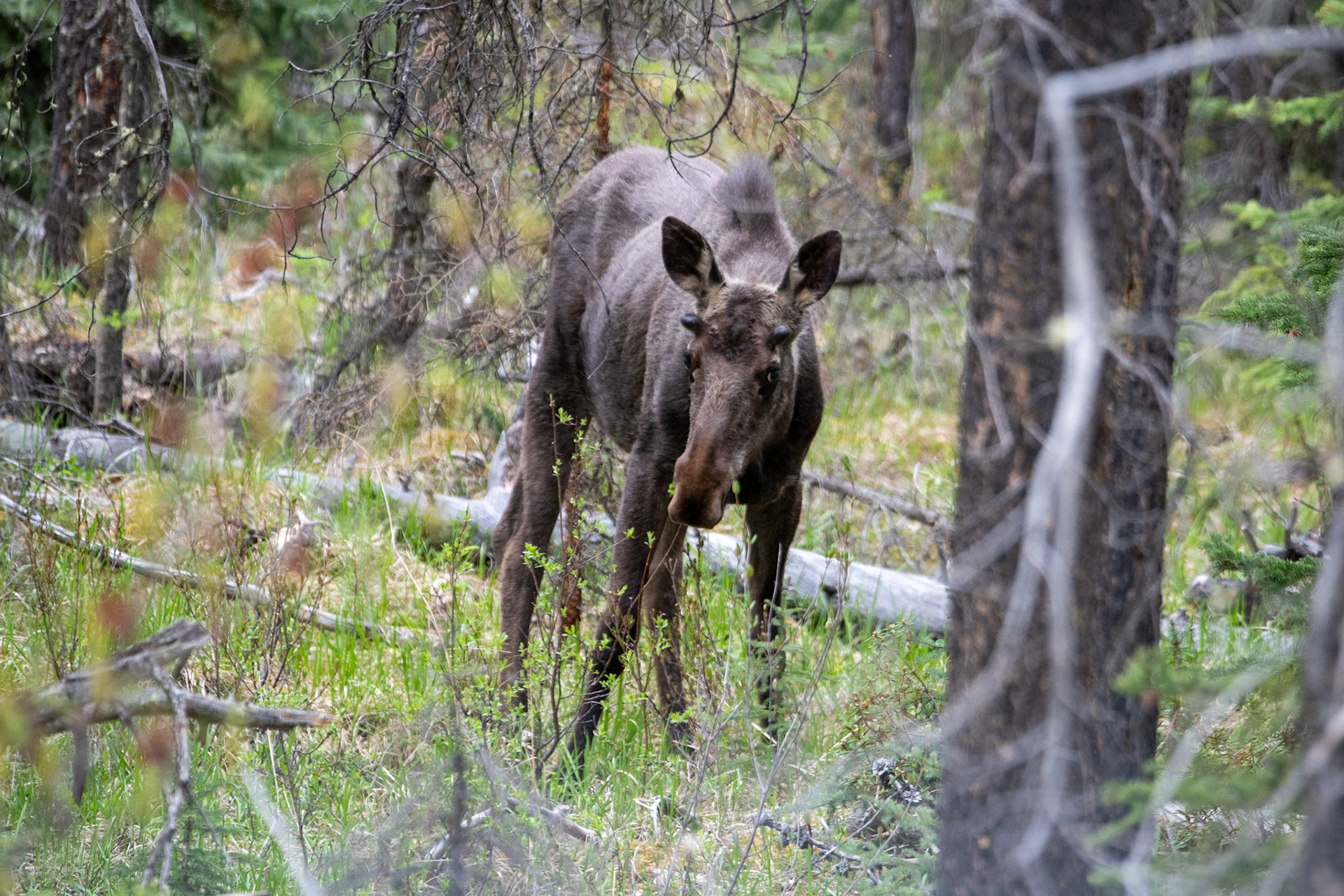Moose near Marmot Basin road