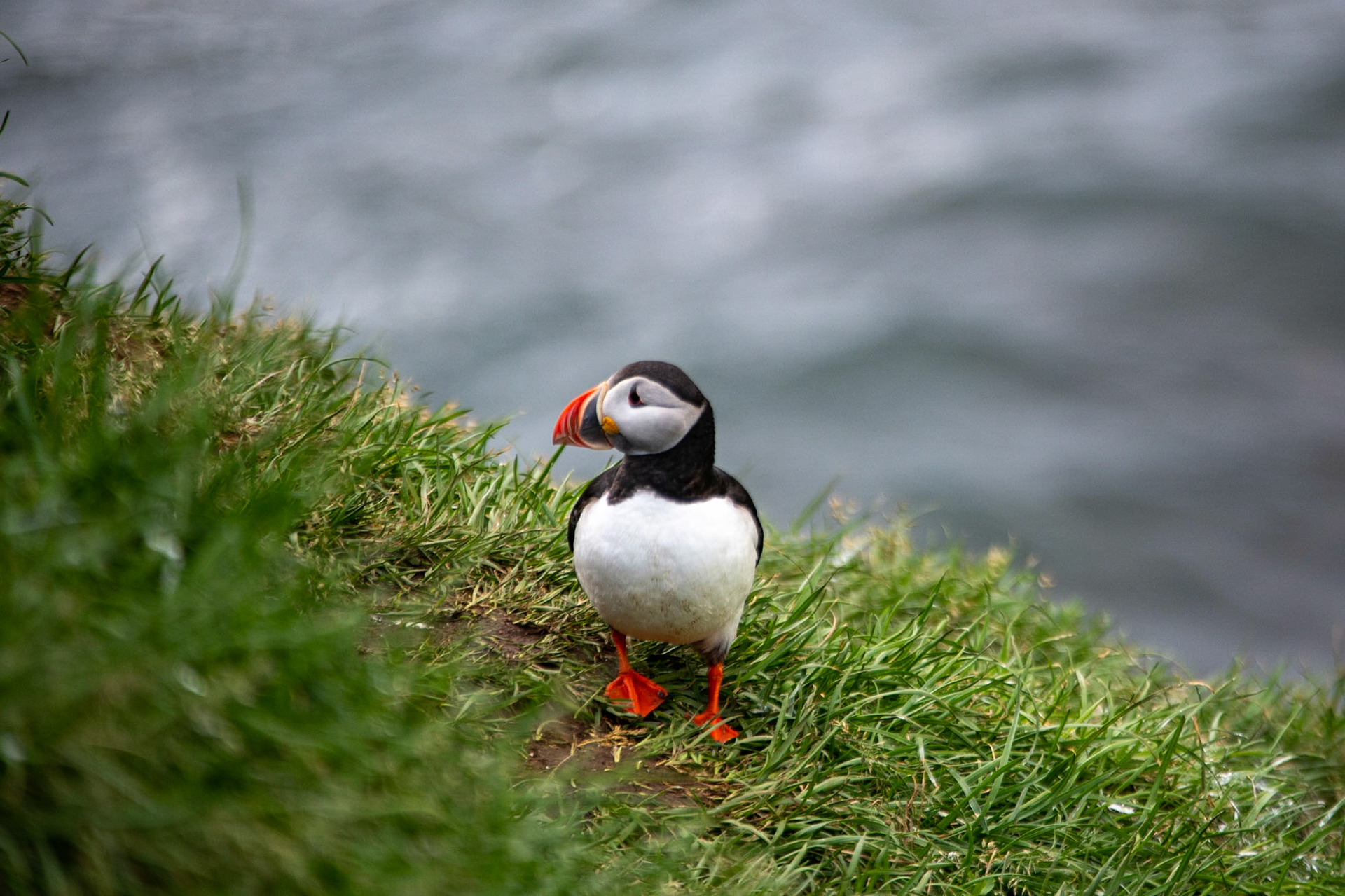 Atlantic puffin
