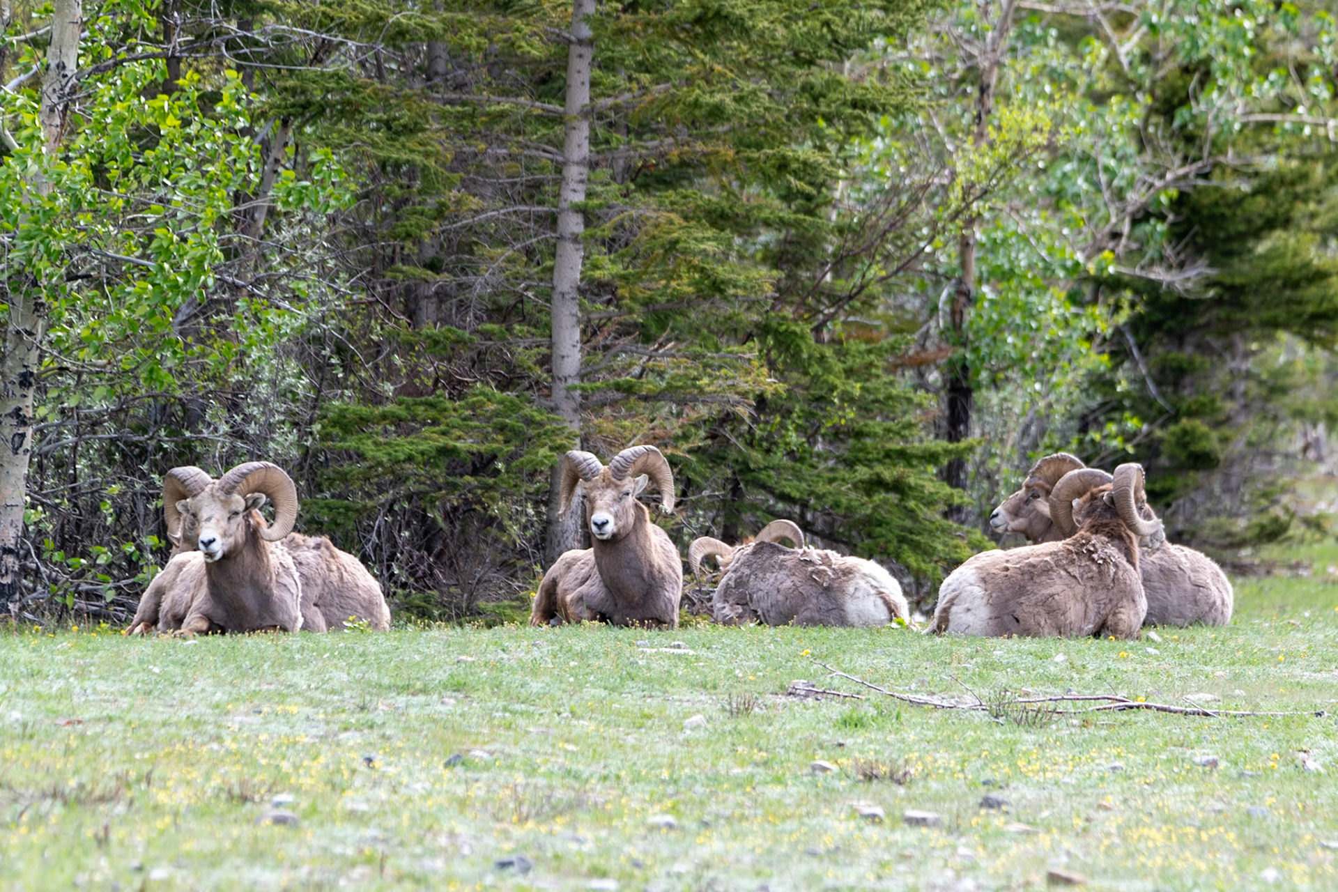 Bighorn sheep near Morro Slabs