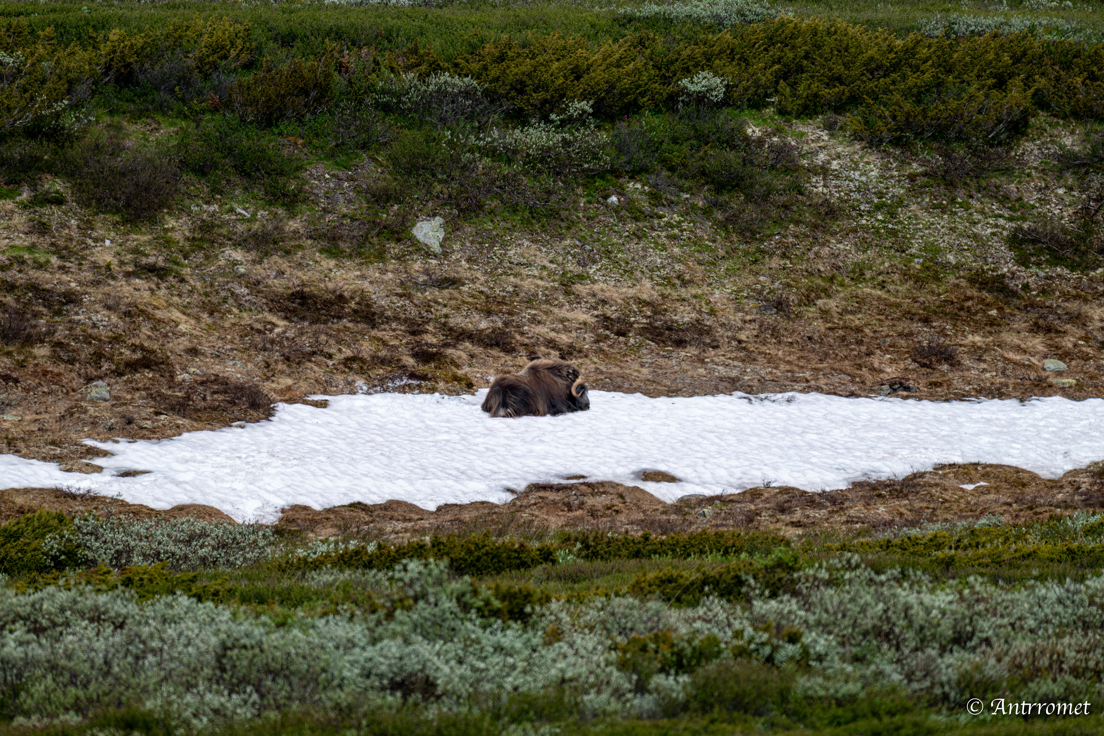 Musk Ox at Dovrefjell–Sunndalsfjella National Park