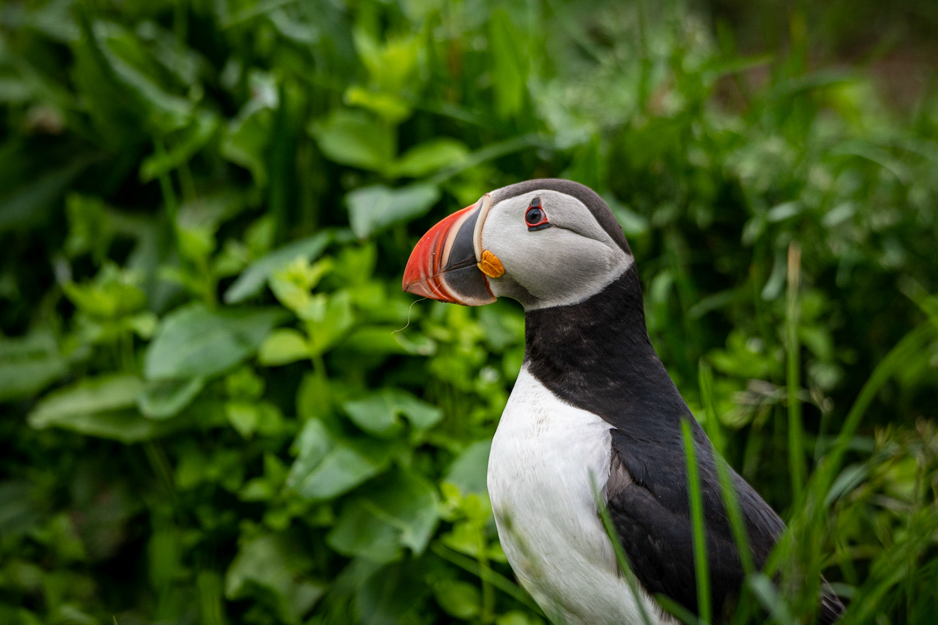 Atlantic puffin