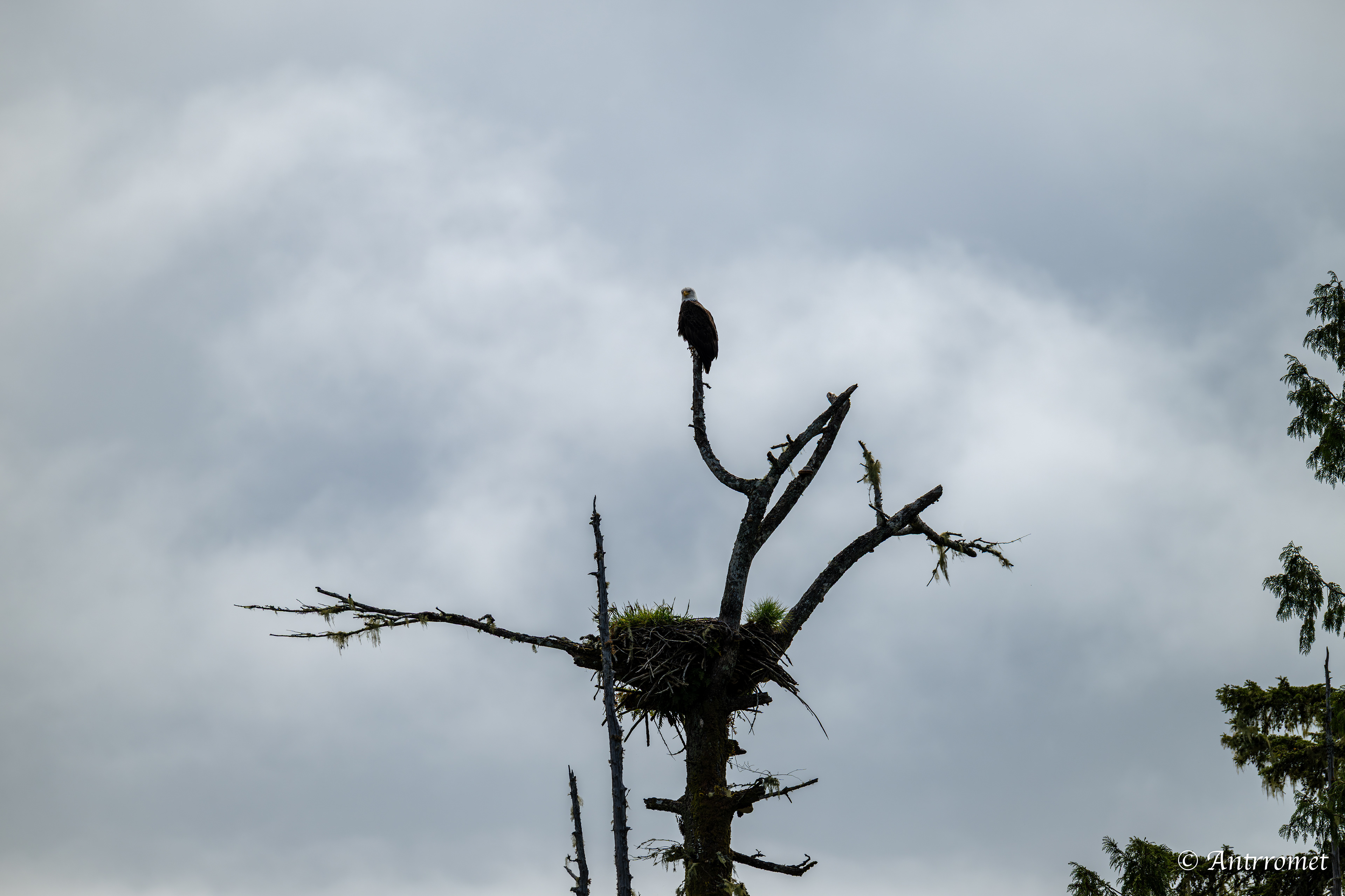 Bald eagle guarding its nest