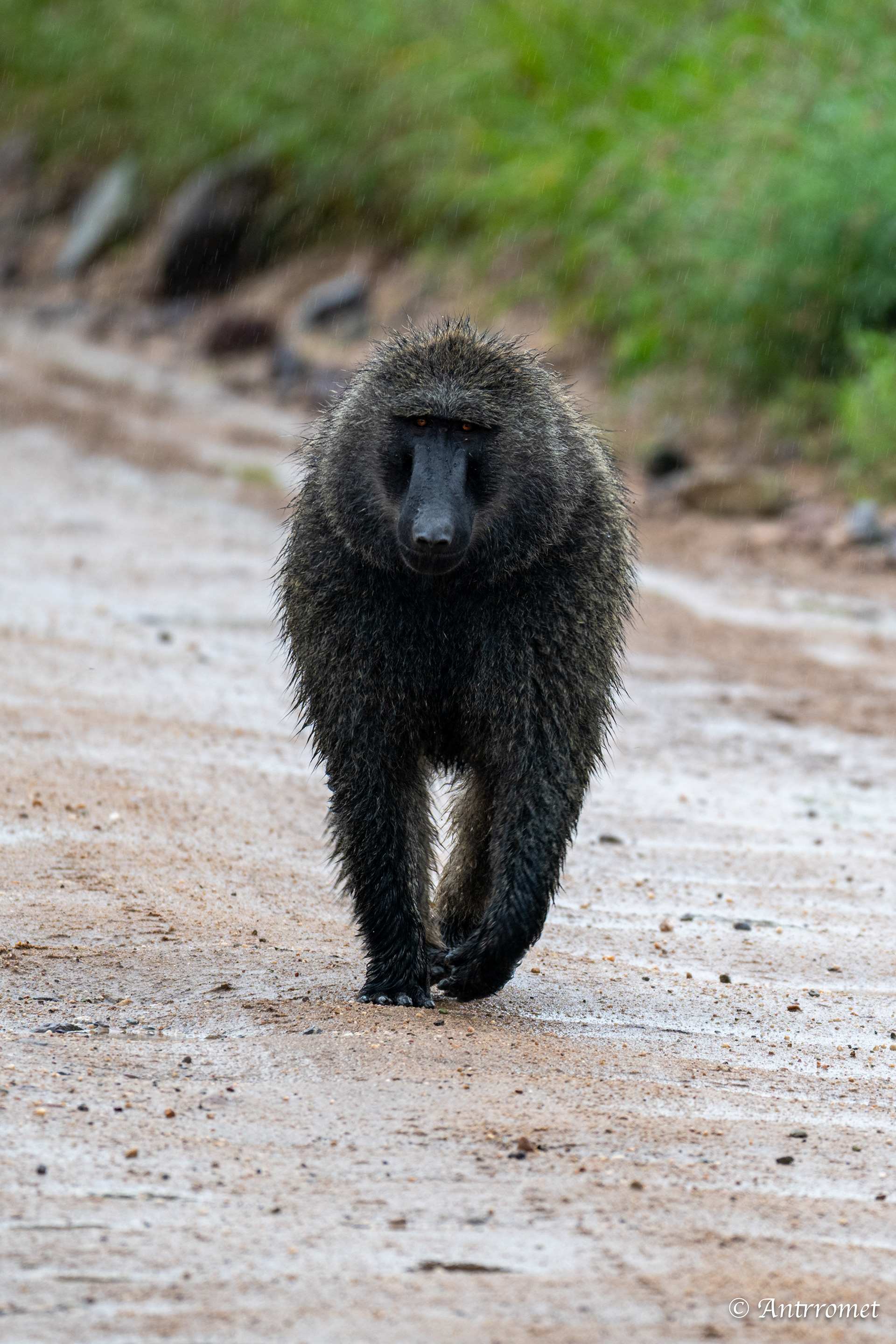 Olive Baboon
