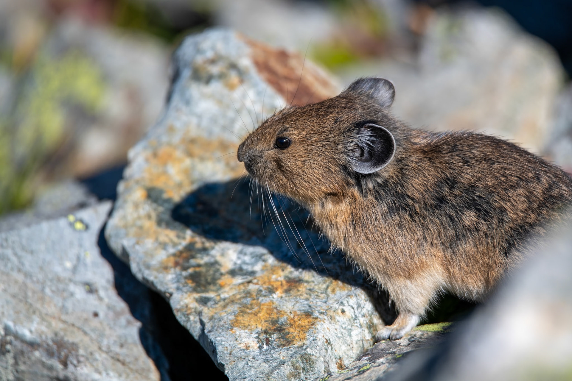 Chipmunk