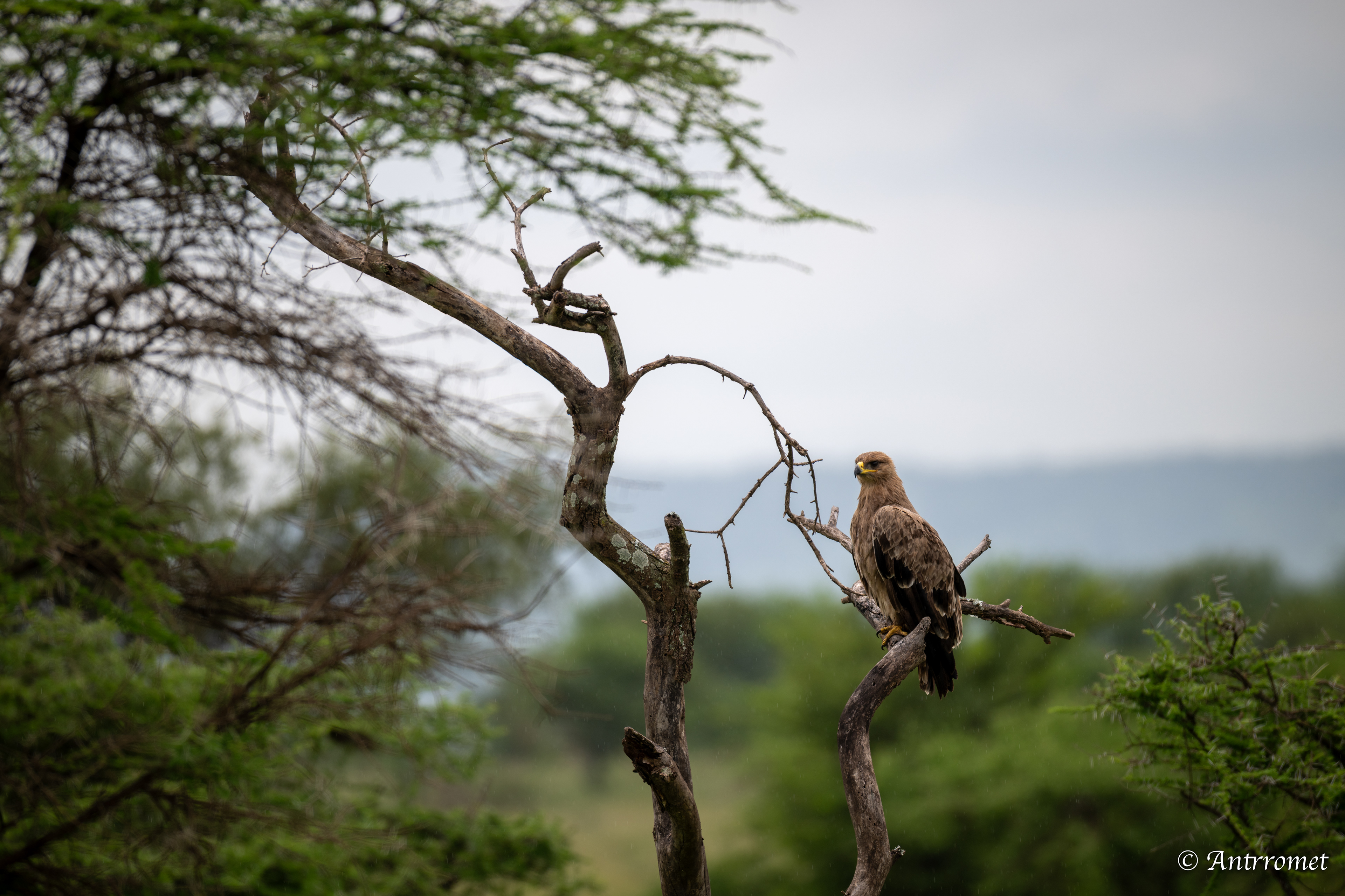 Tawny eagle