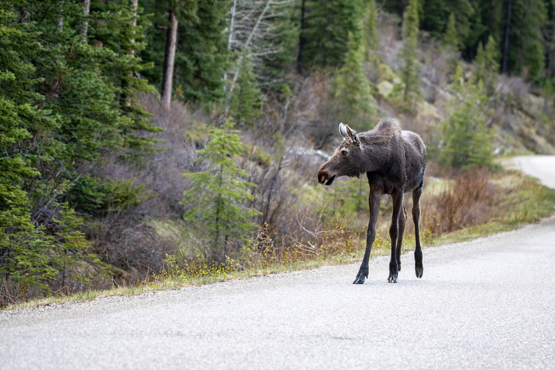 Moose on Maligne Lake Road