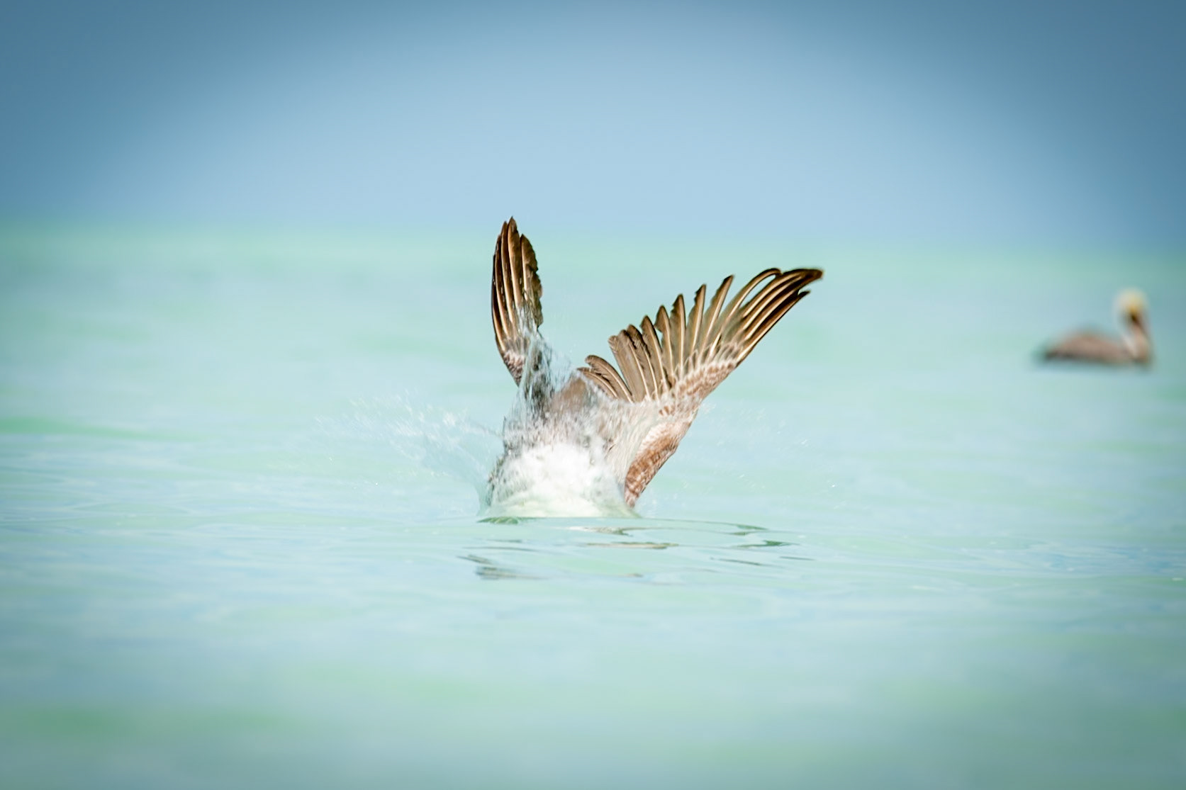 Pelican at Punta Mosquito