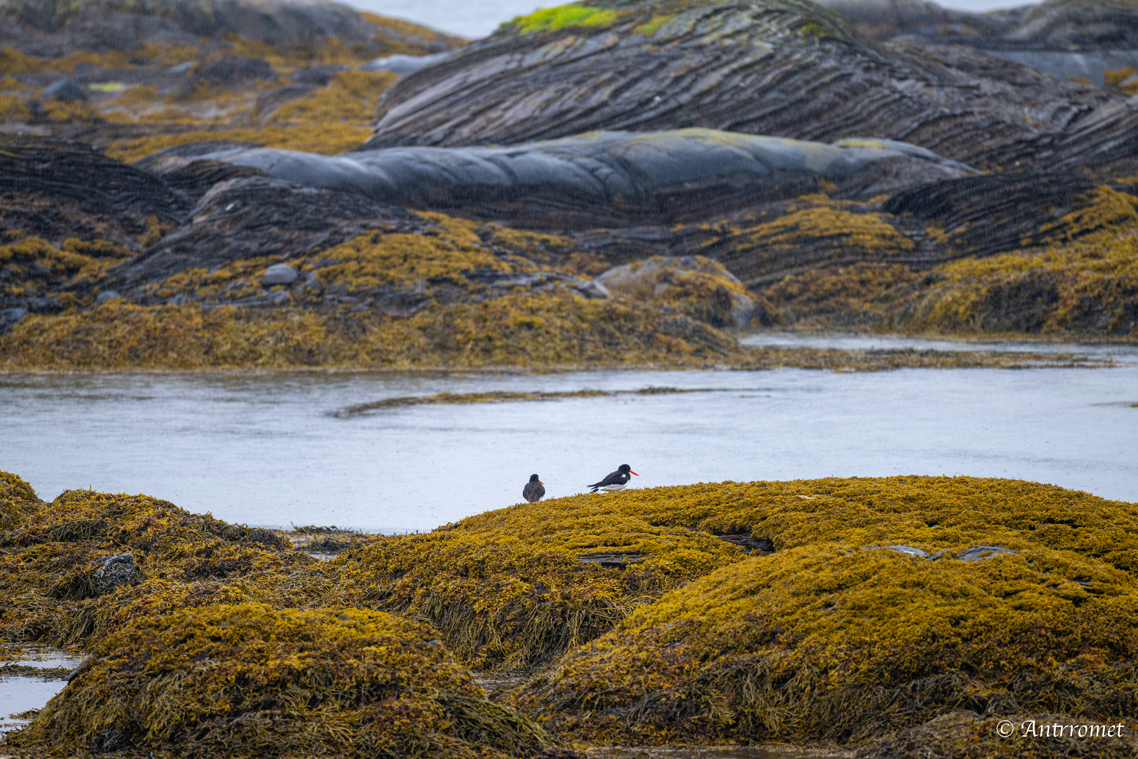 Godøystraumen rasteplass