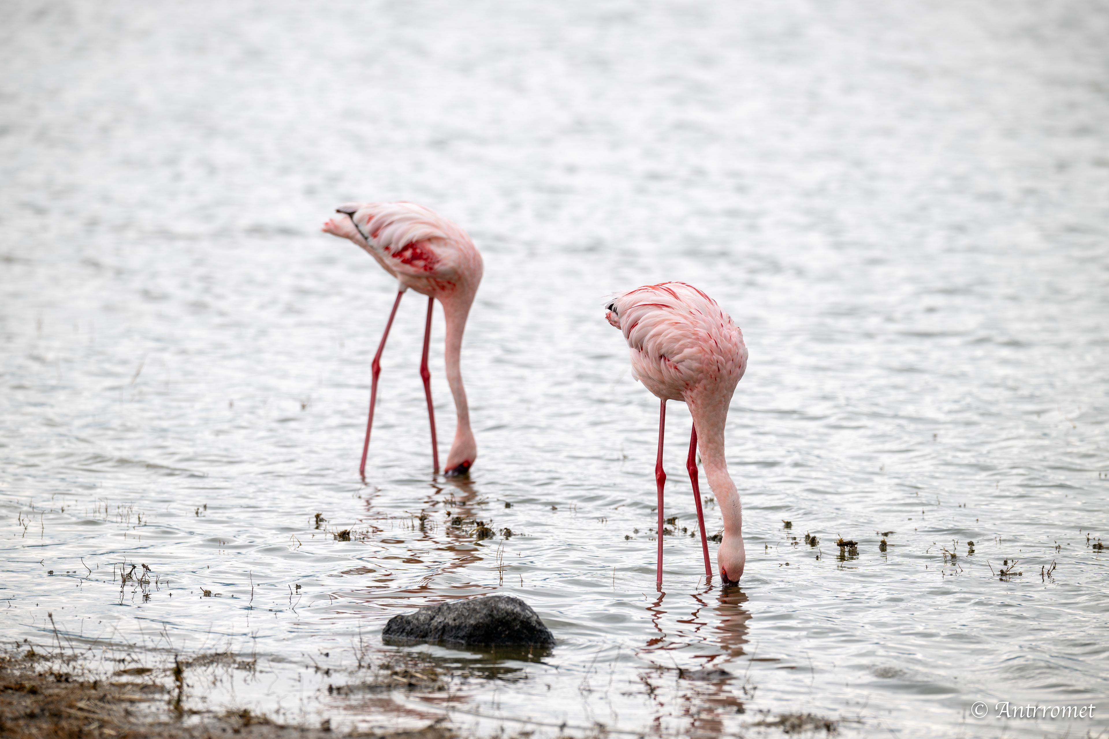 Lesser Flamingoes