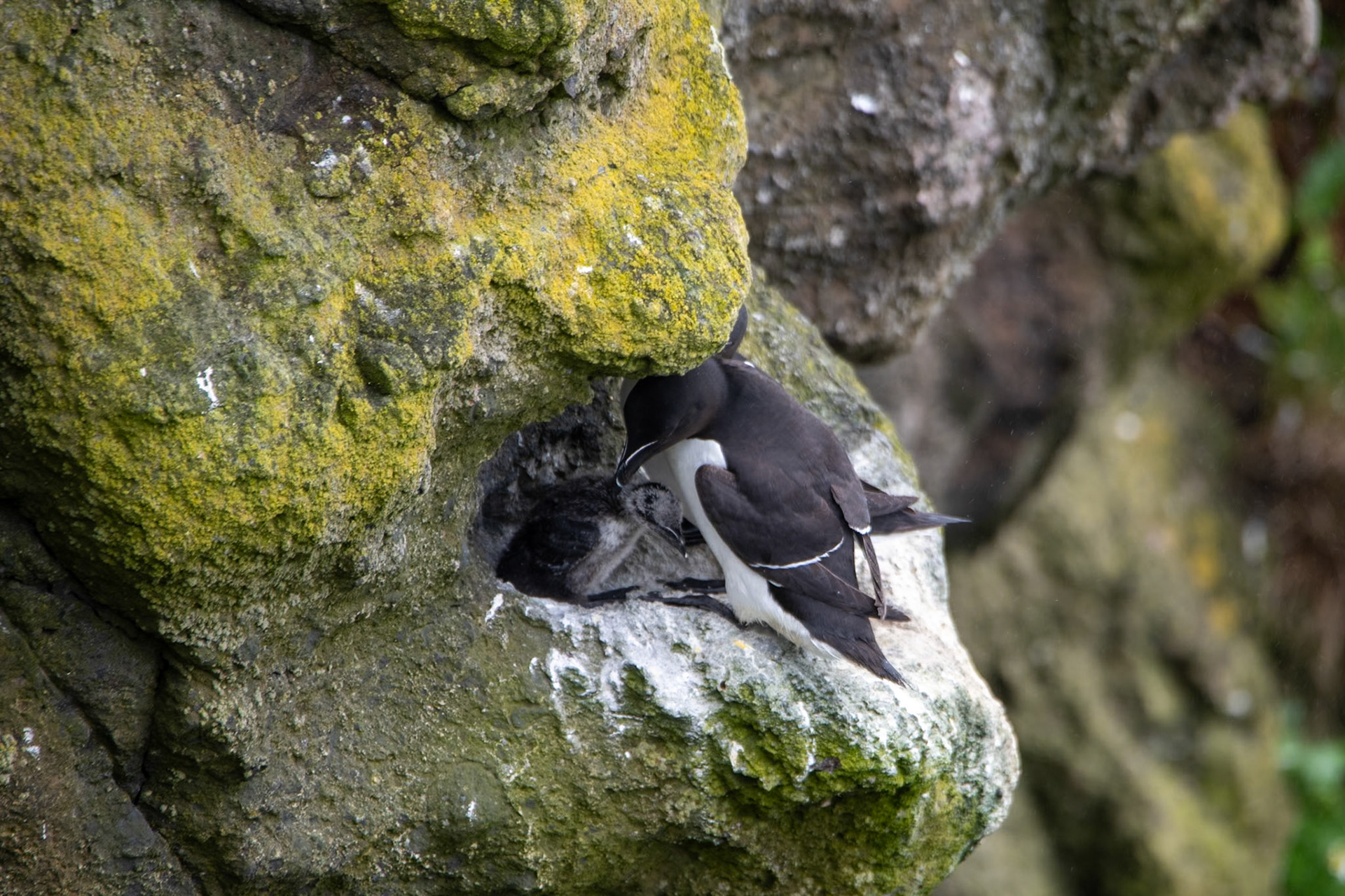 Razorbill family at Carrick-a-Rede