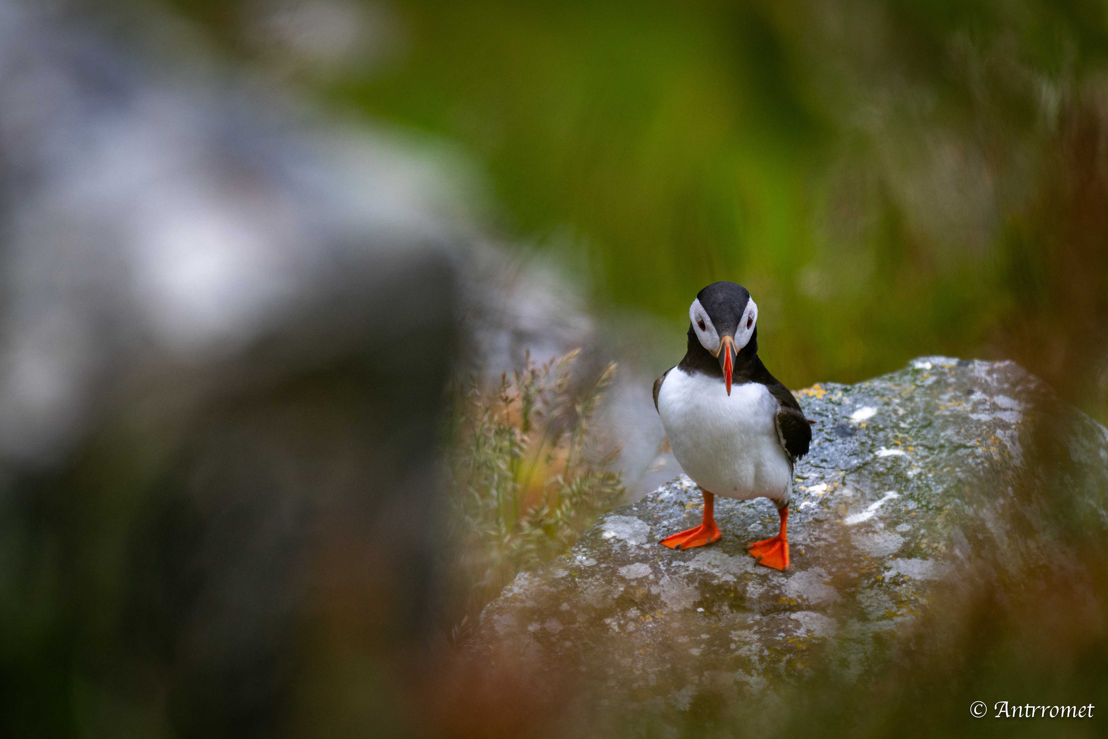Puffin viewing point, Runde