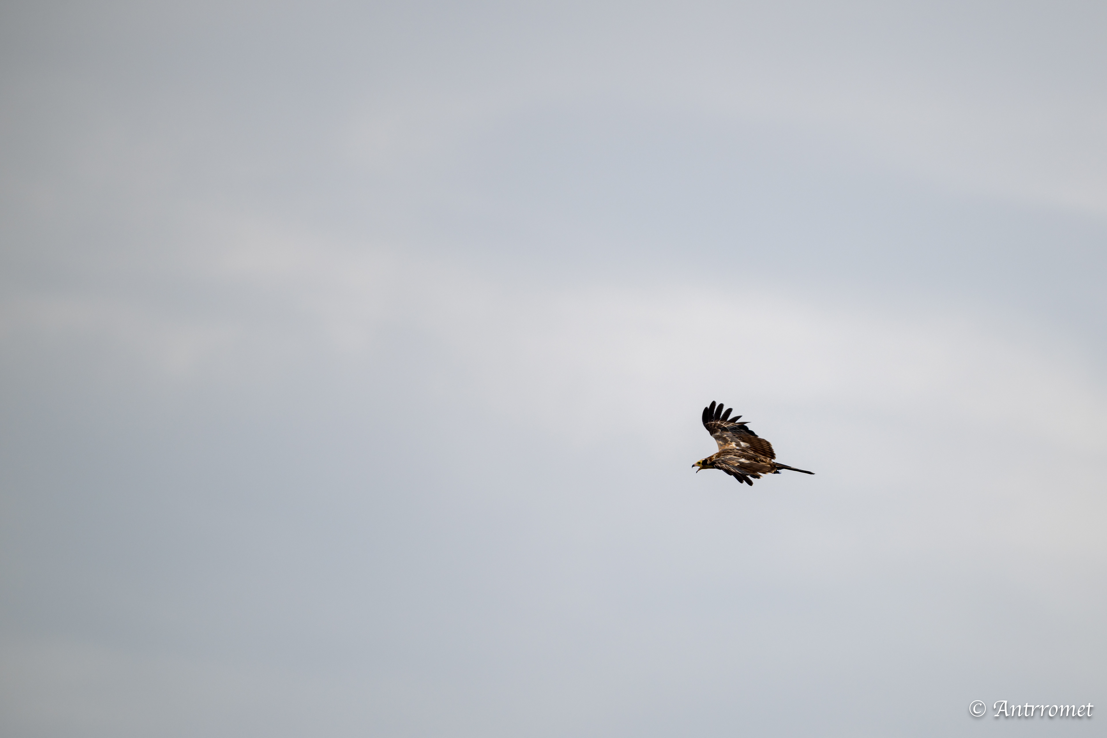 Yellow-billed Kite